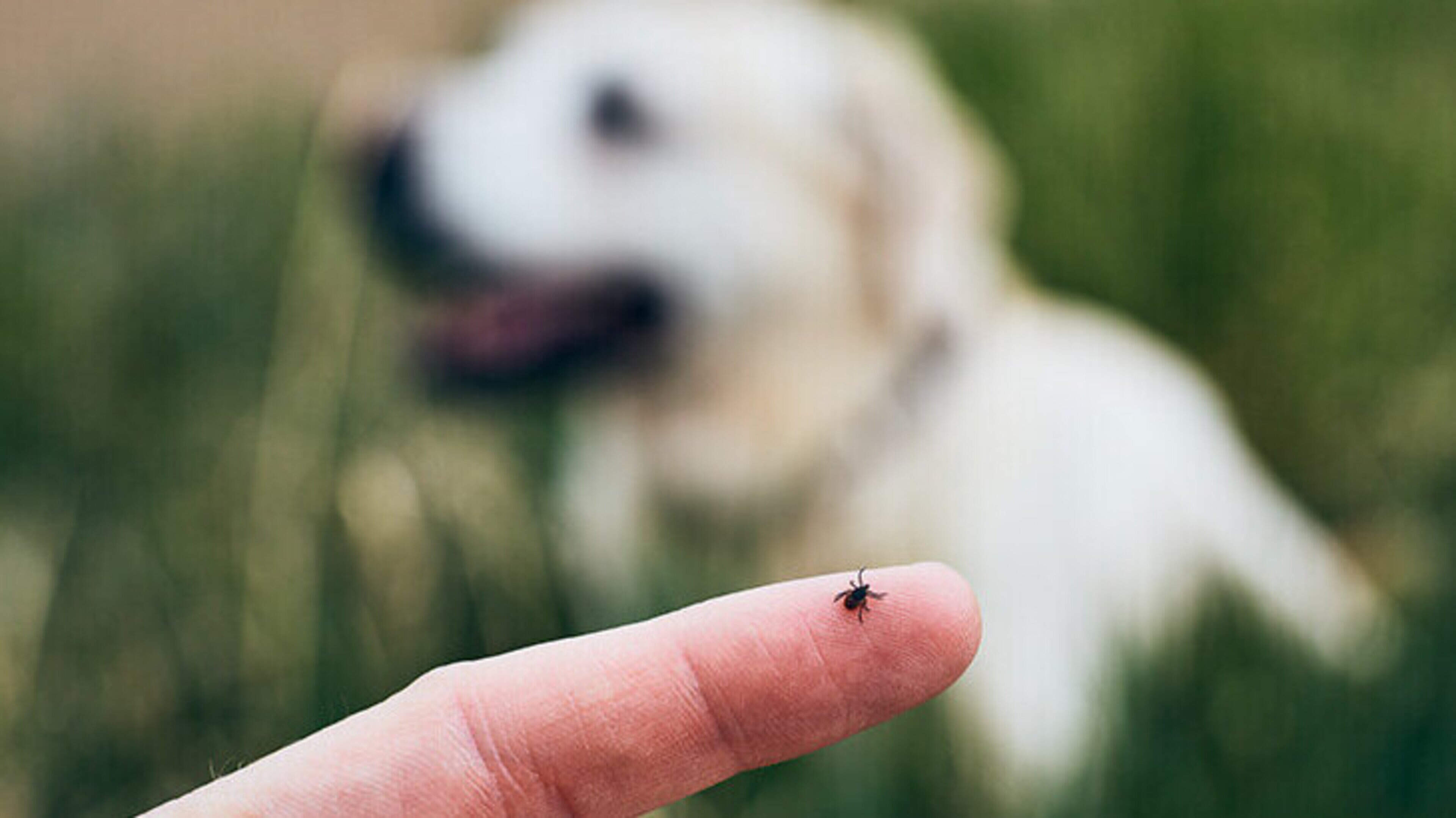 Pet owners urged to check dogs for ticks after outdoor walks this Bank Holiday weekend