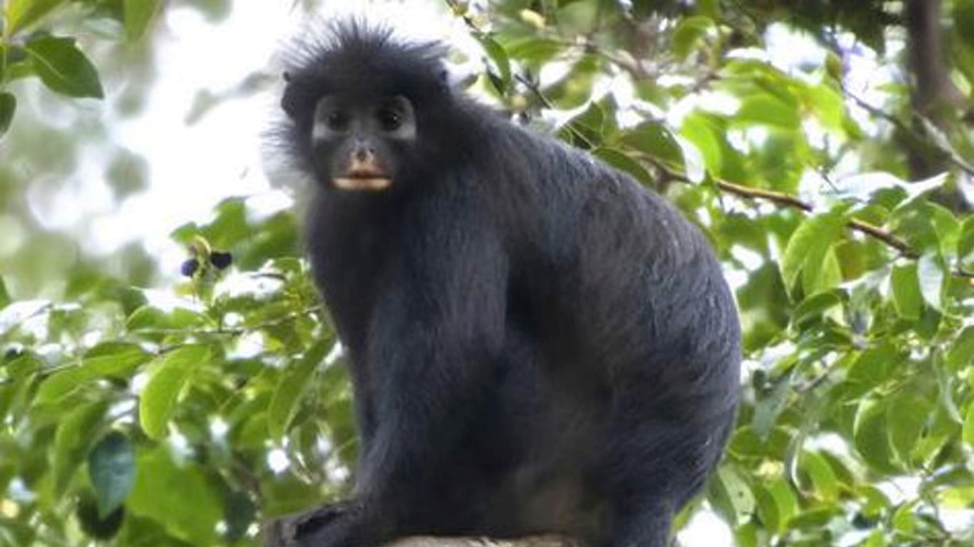 Monkey that snorts like a pig and has orange lips discovered in Congo forests