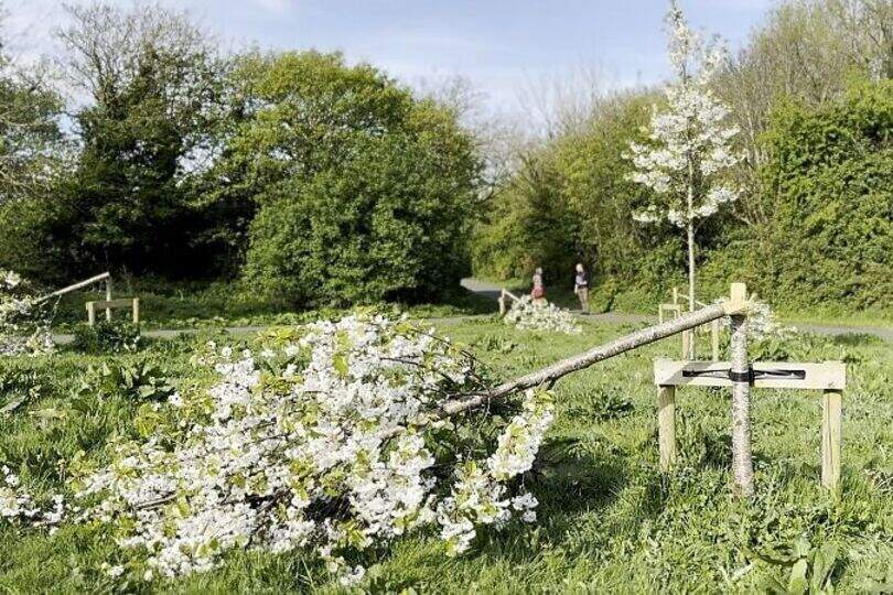 Dodder Park vandalism: mini woodland to be planted in south Dublin park ...