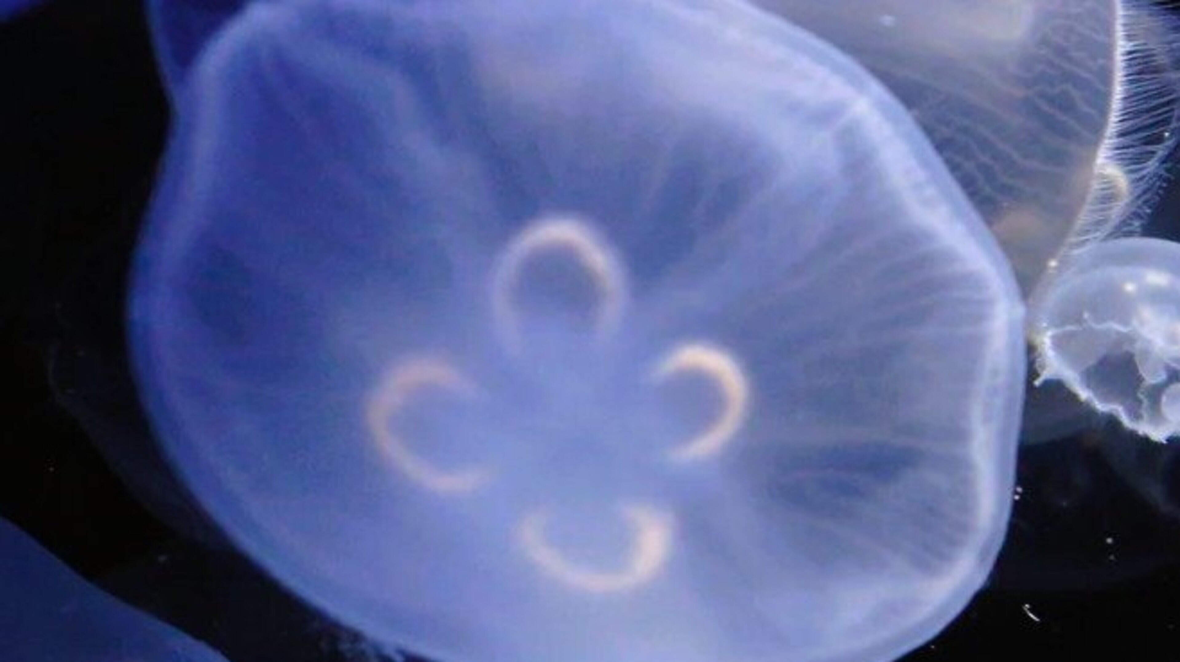 Nature Trail: Moon Jellyfish are very common, abundant and harmless so they are perfectly safe to swim with