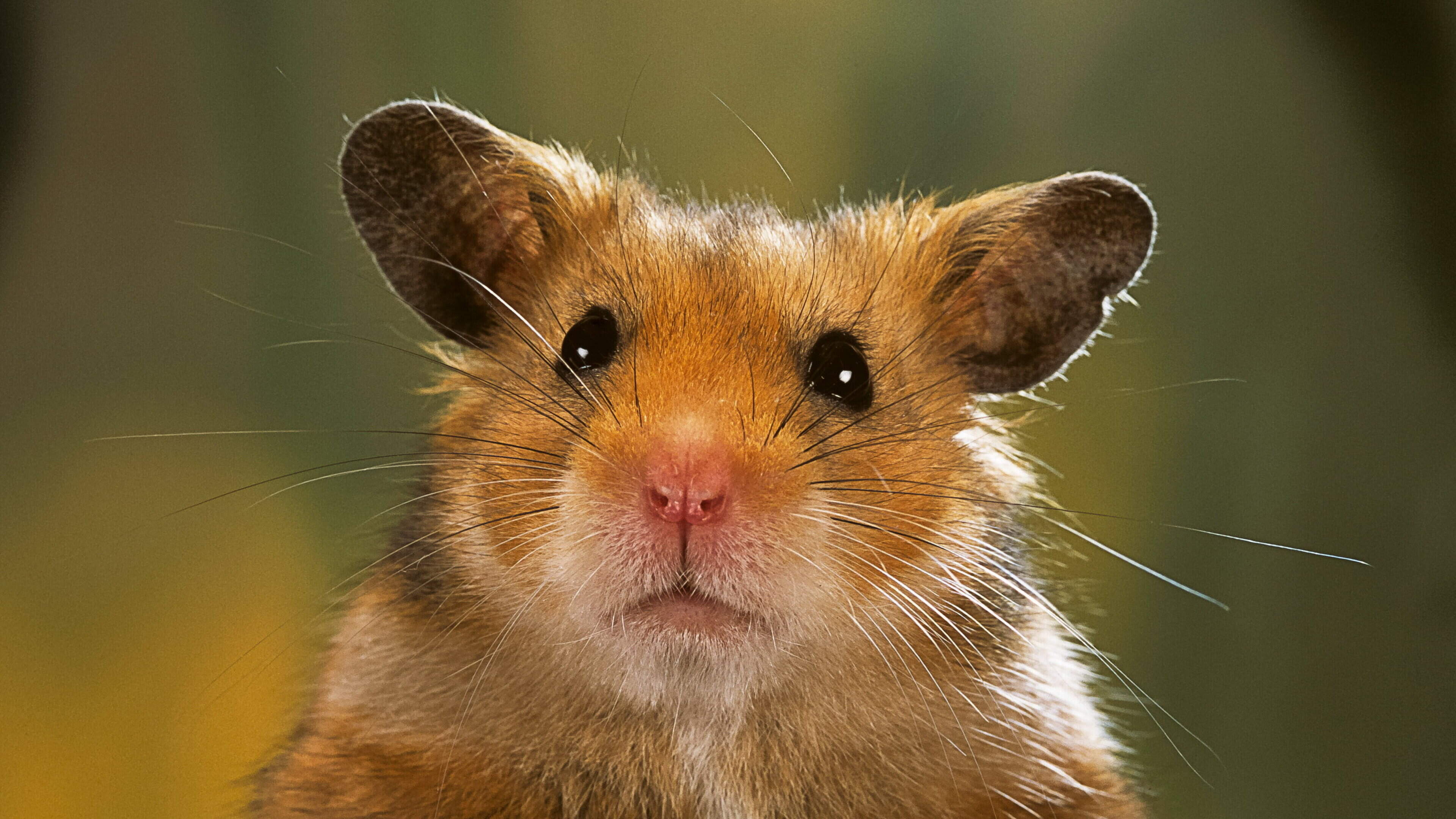 Jailhouse hamster ‘Robinson’ helping violent UK prisoners calm down