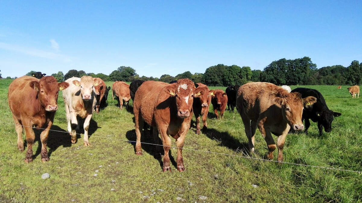 Factory prices strengthen as cattle supplies tighten across Ireland