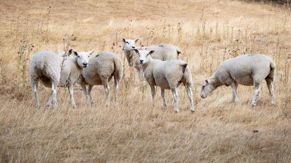‘I just felt like they were all going to die’ – UK sheep and cattle farmers on the ‘daily battle’ with bluetongue