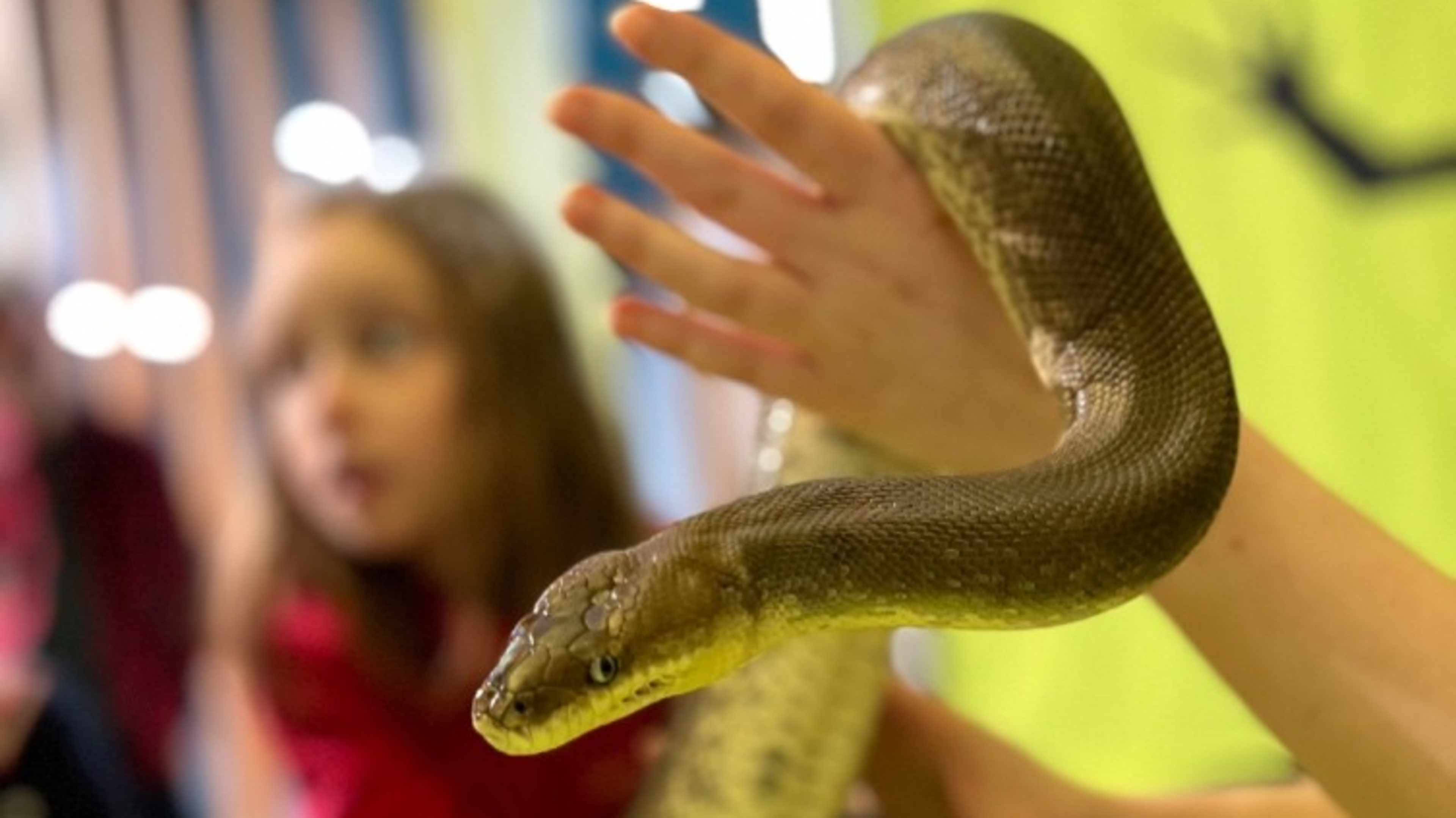 Meet snakes up close on World Snake Day in Kilkenny
