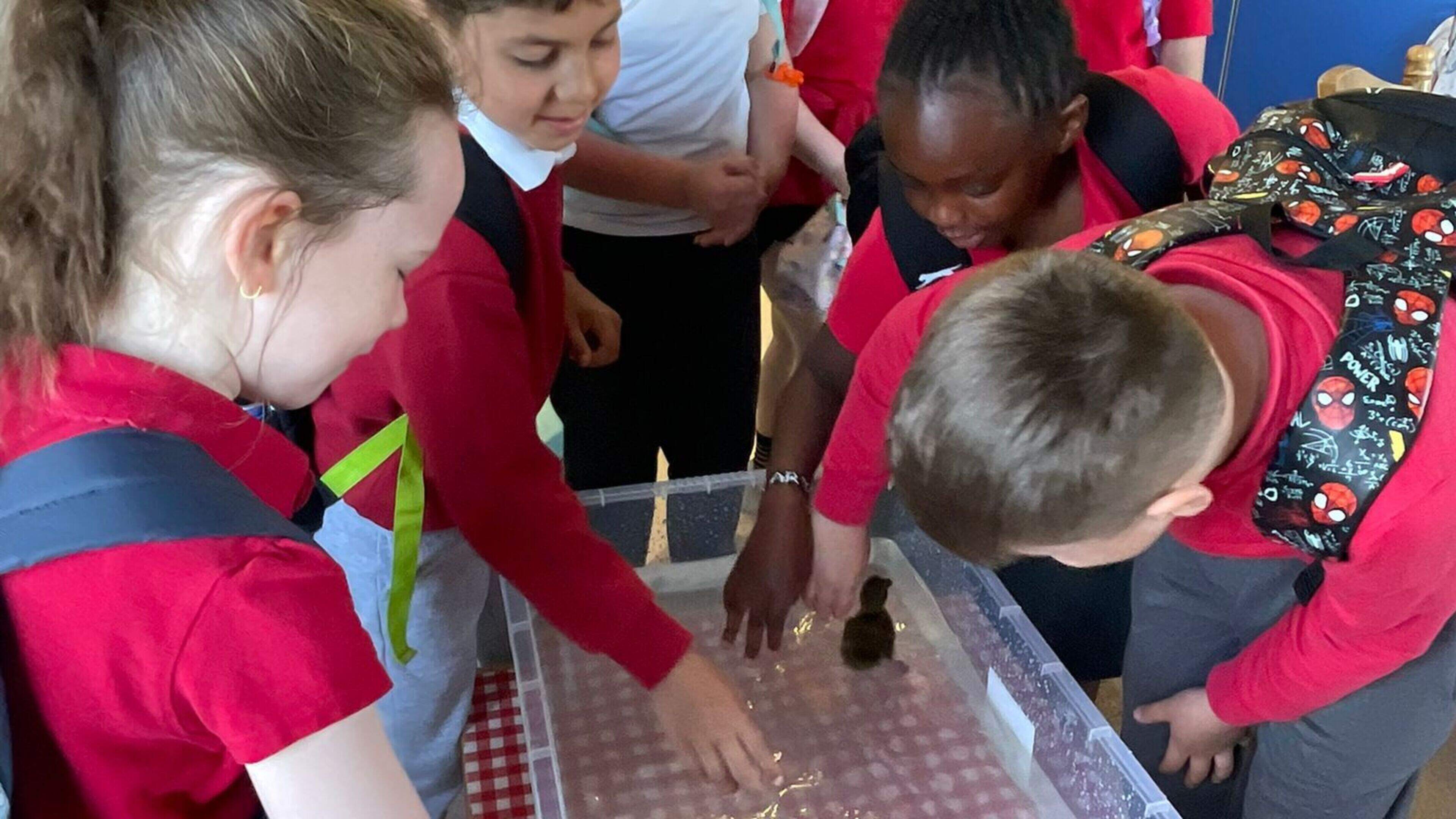 Hatching ducklings bring joy to Louth primary school