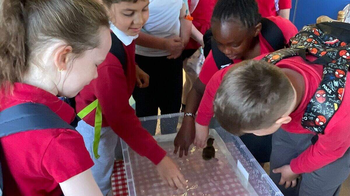 Hatching ducklings bring joy to Louth primary school