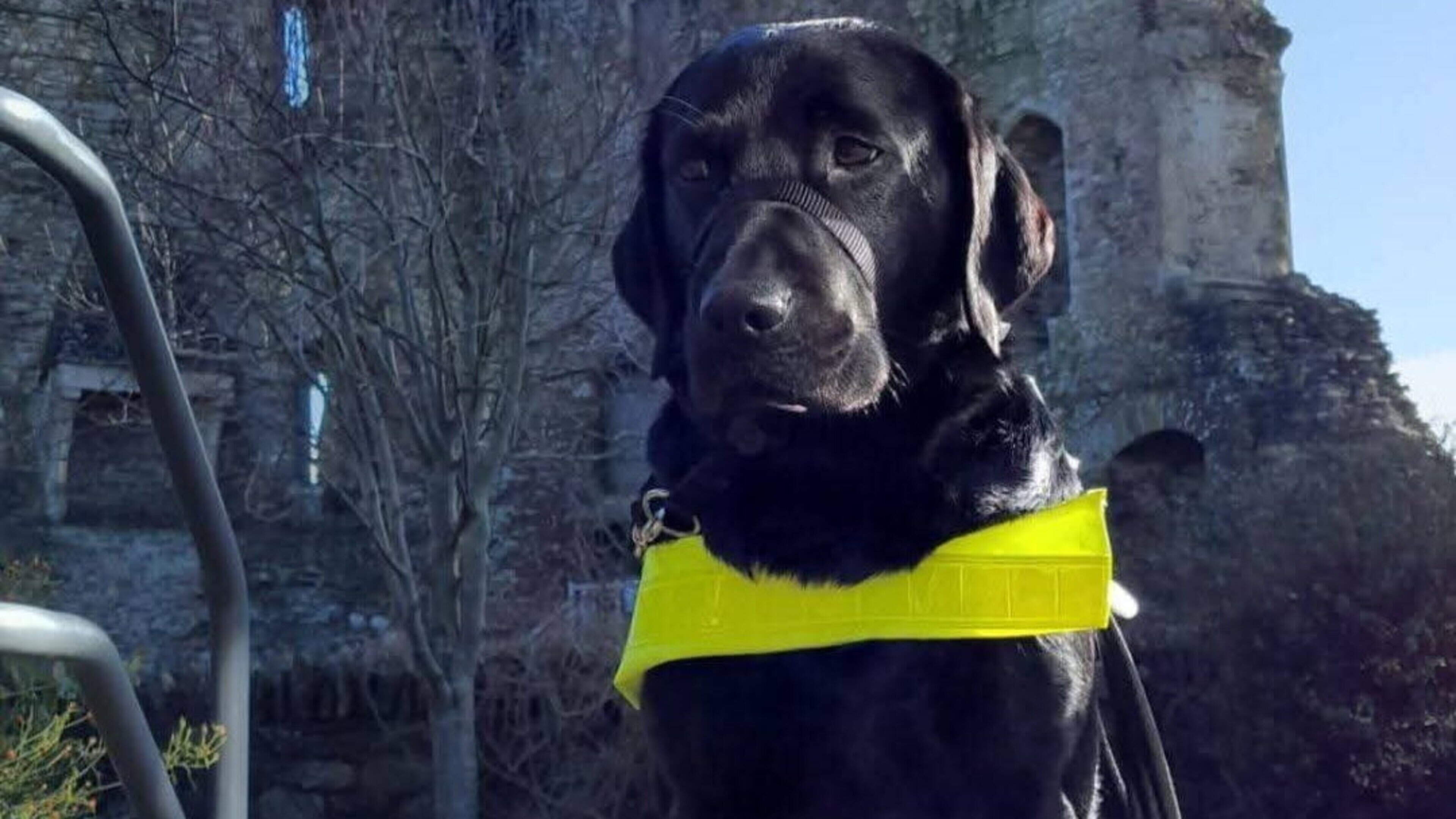Brave guide dog leads three generations of Wexford family out of devastating house fire that has left them homeless