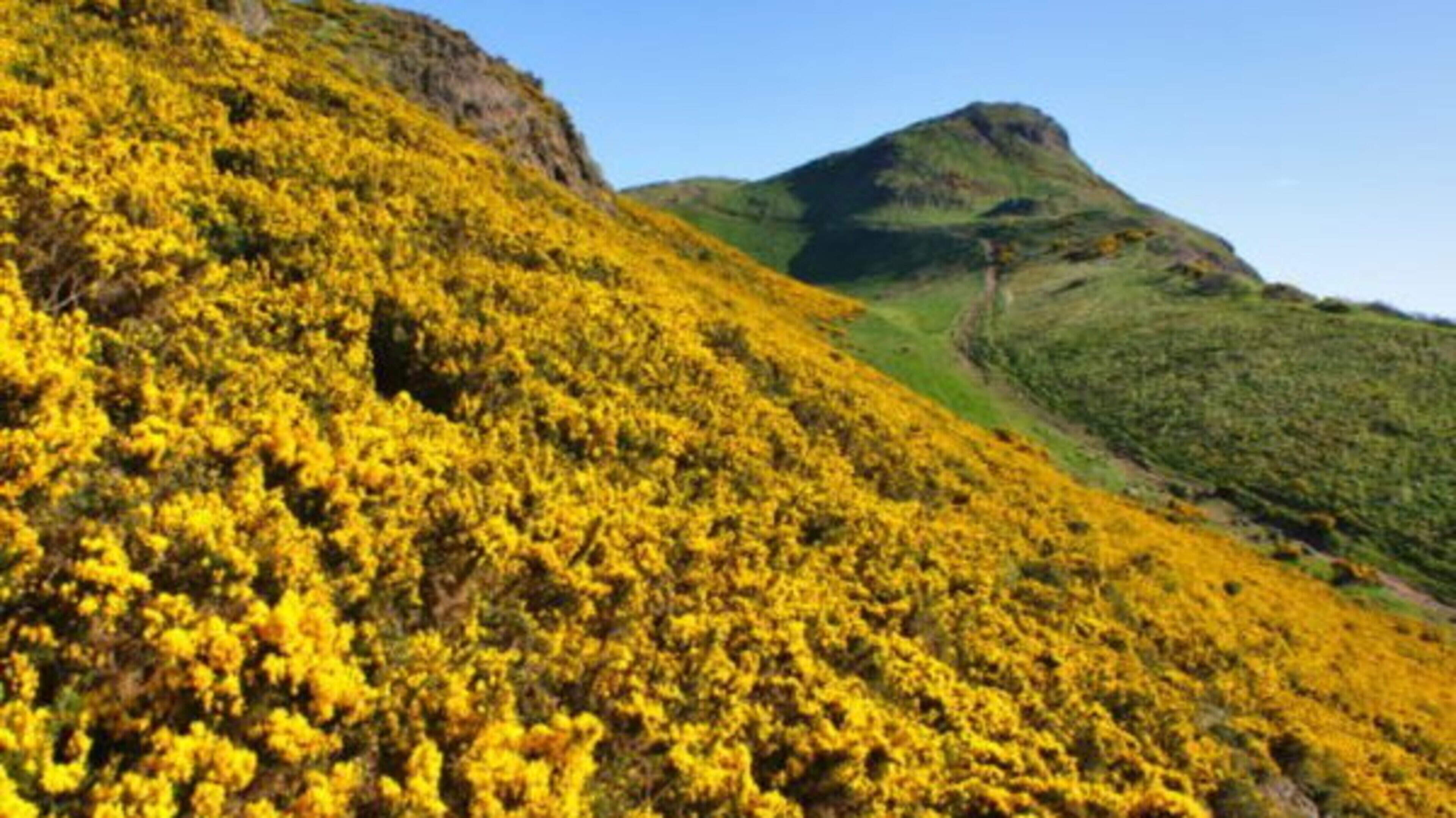 Hands-on thatching, hedge laying and wattling at new furze or gorse workshops in Wicklow uplands