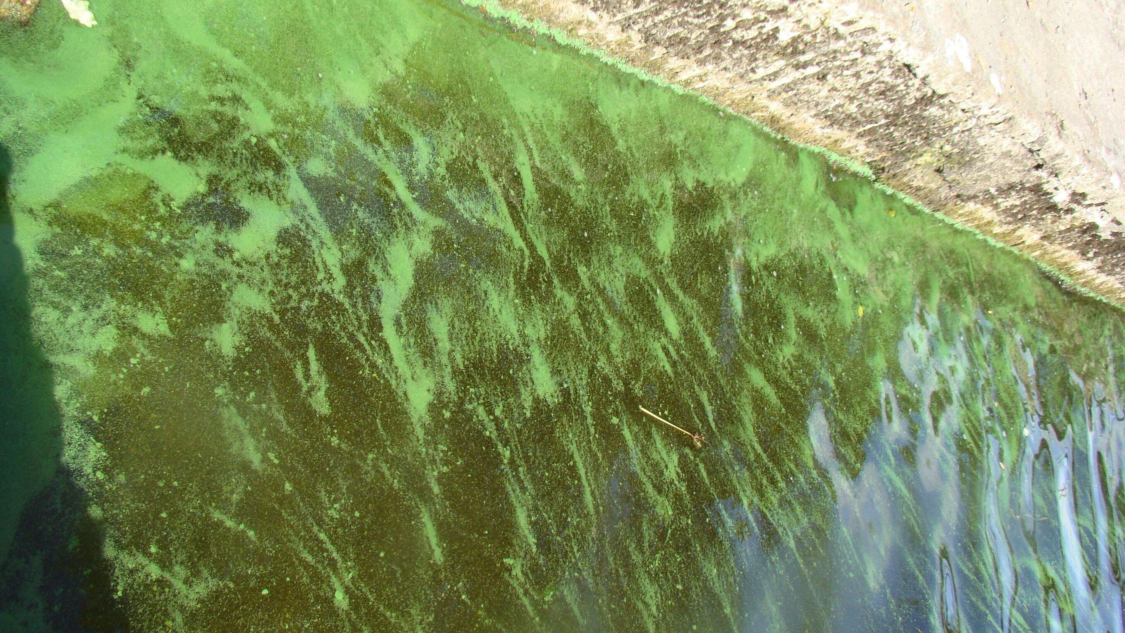 Algae bloom warning in Killarney Lakes following smaller sightings 