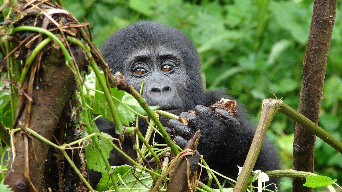 ‘I feel overawed’ – gorillas in our midst on one of the world’s most ...