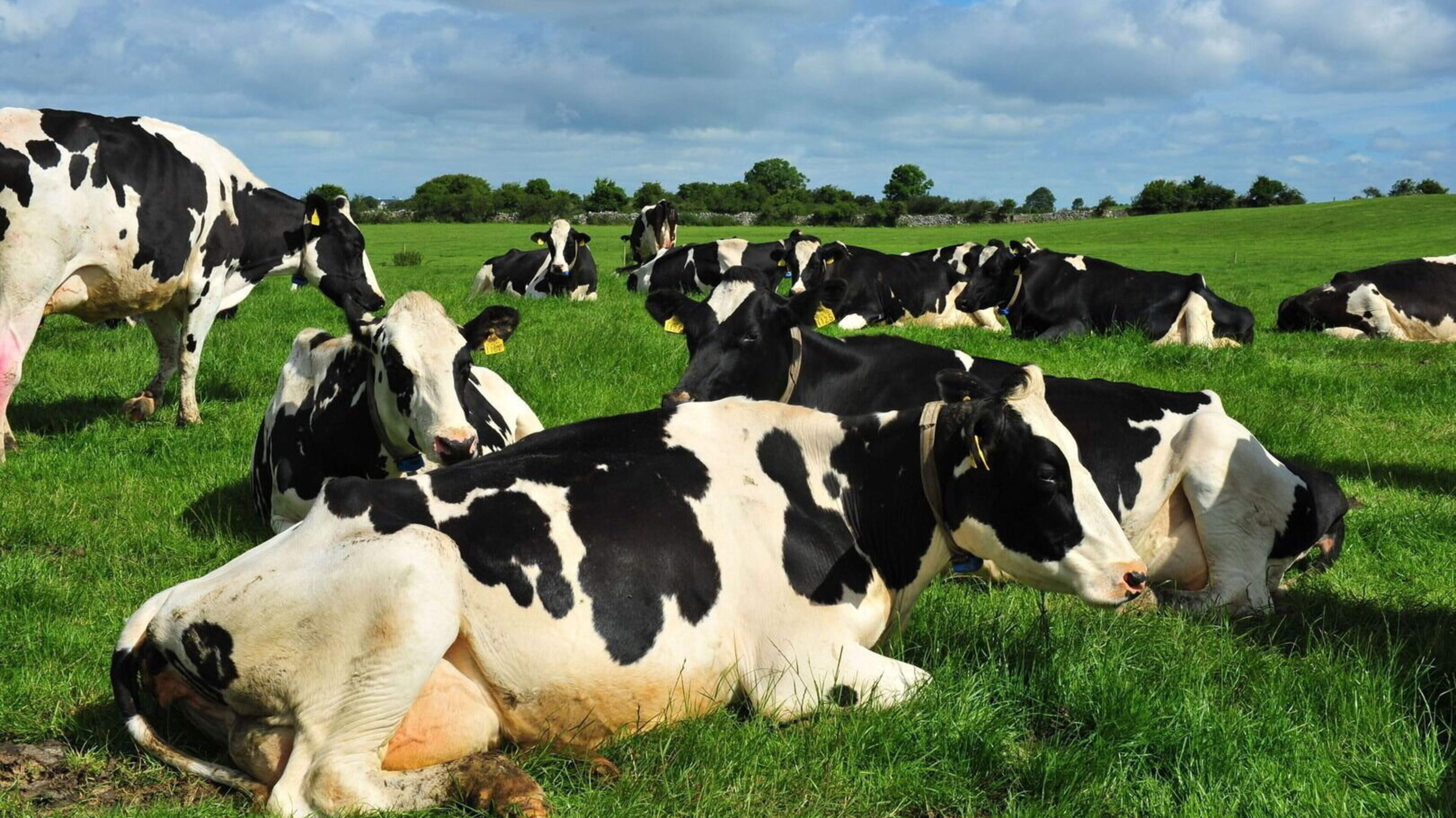 Limerick farmers raise alarm over Kinisla milk contract amid fears about unannounced farm inspections