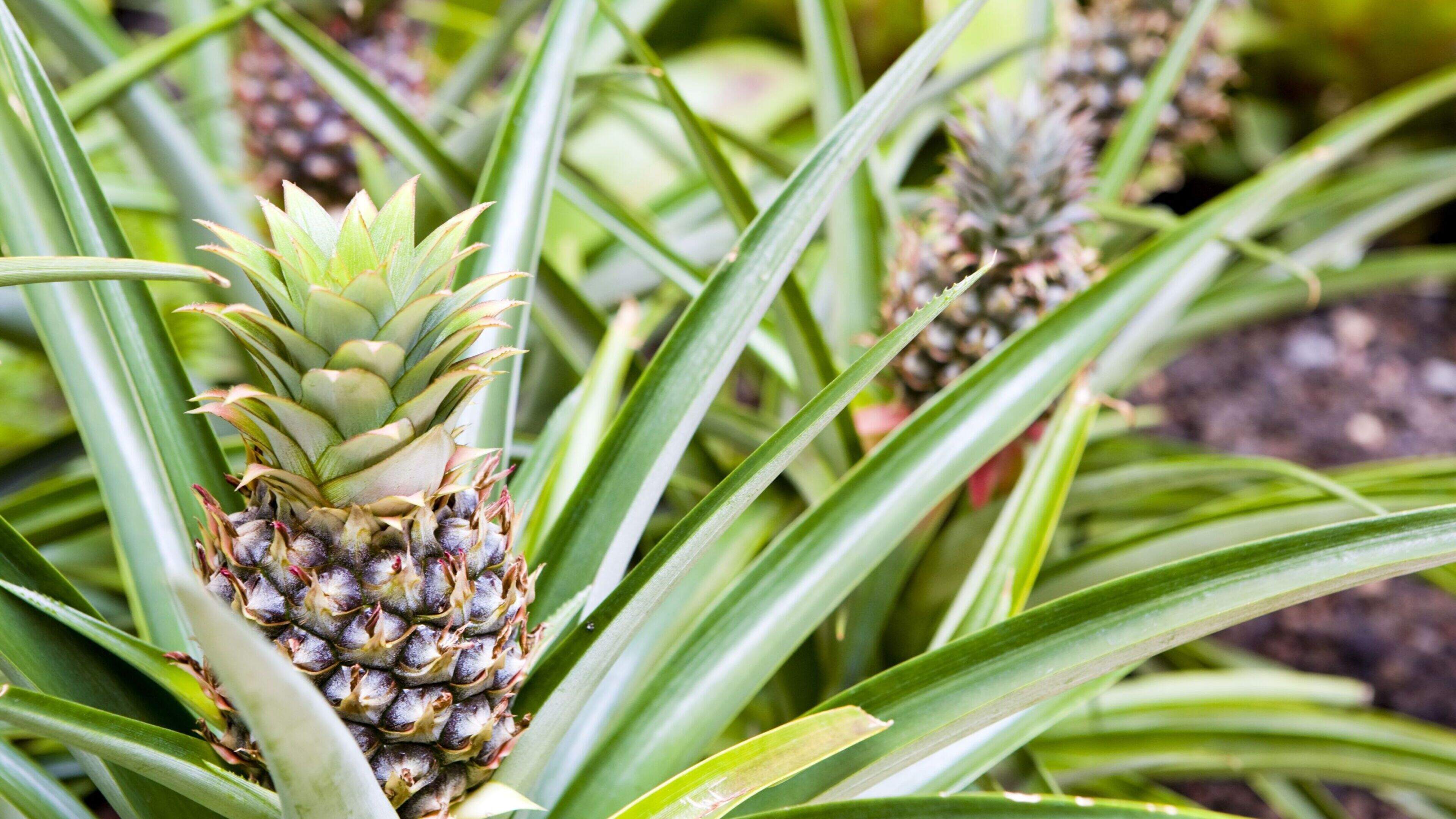Dole Foods shares down as Middle East war takes a bite out of profits