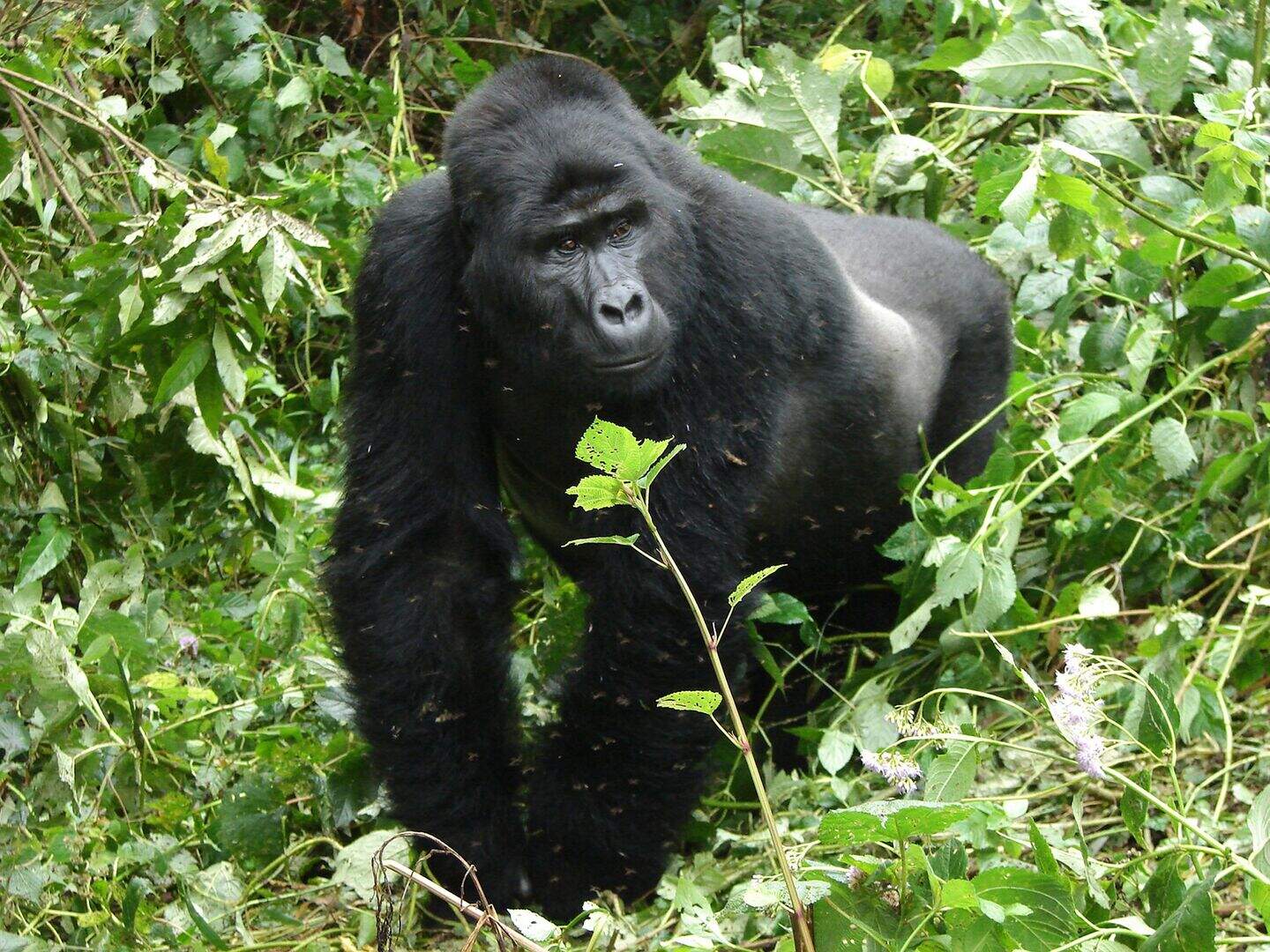 ‘I feel overawed’ – gorillas in our midst on one of the world’s most ...