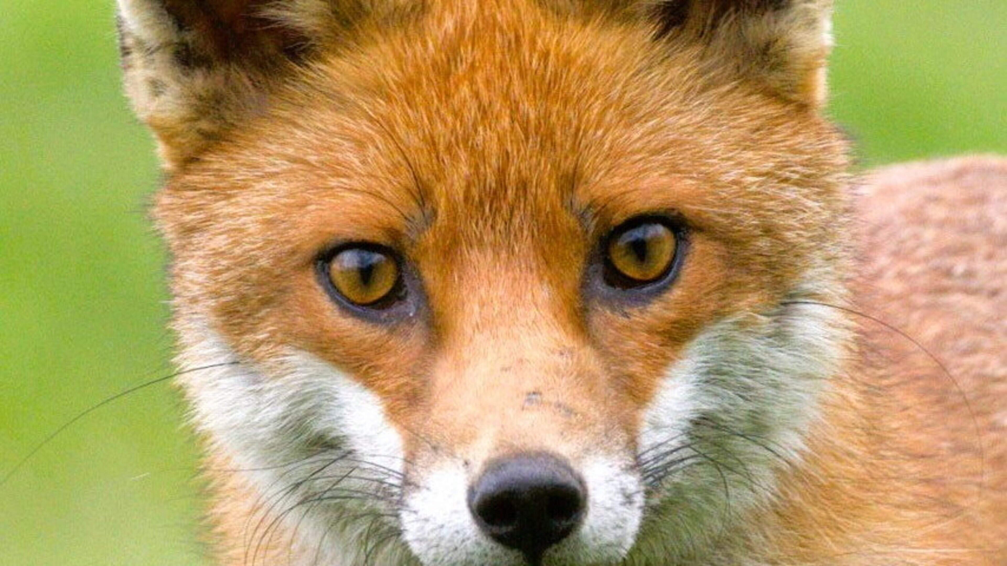 Nature Trail: The common and widespread Red Fox is the only member of the wild dog family that we have in Ireland
