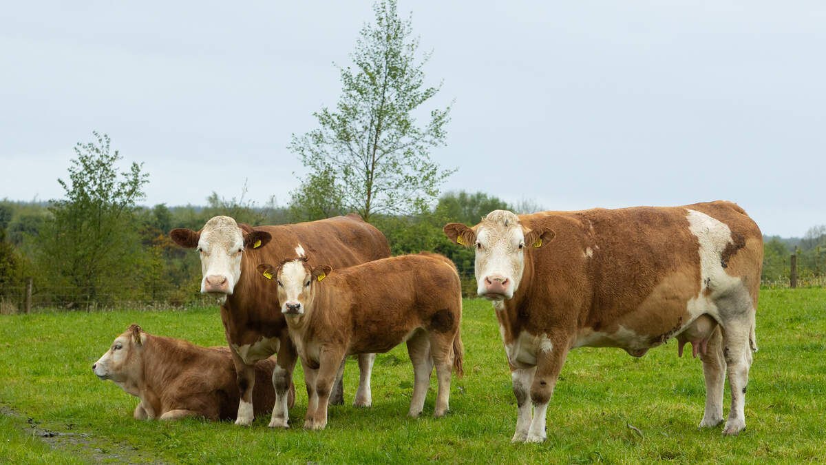‘Substantial' drop in co-op vet medicine sales due to new dosing rules — ICOS