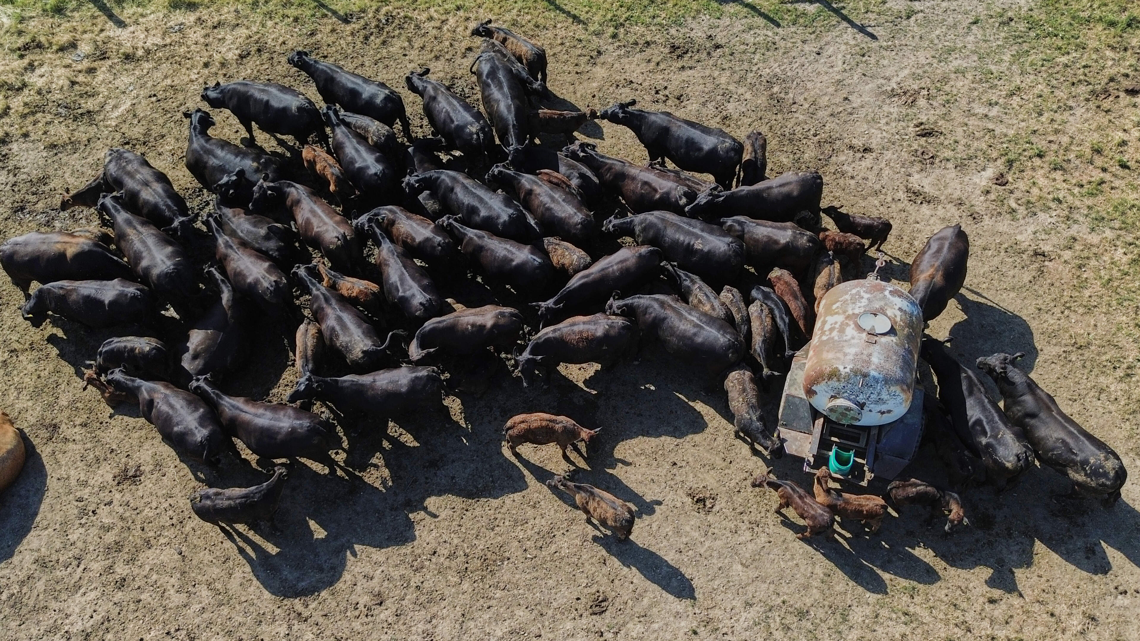 Europe’s heatwave ravages crops and livestock in fresh food supply warning