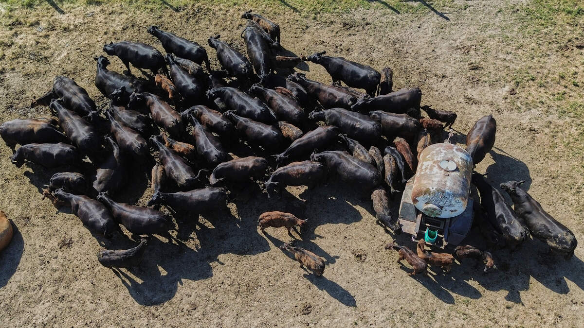 Europe’s heatwave ravages crops and livestock in fresh food supply warning