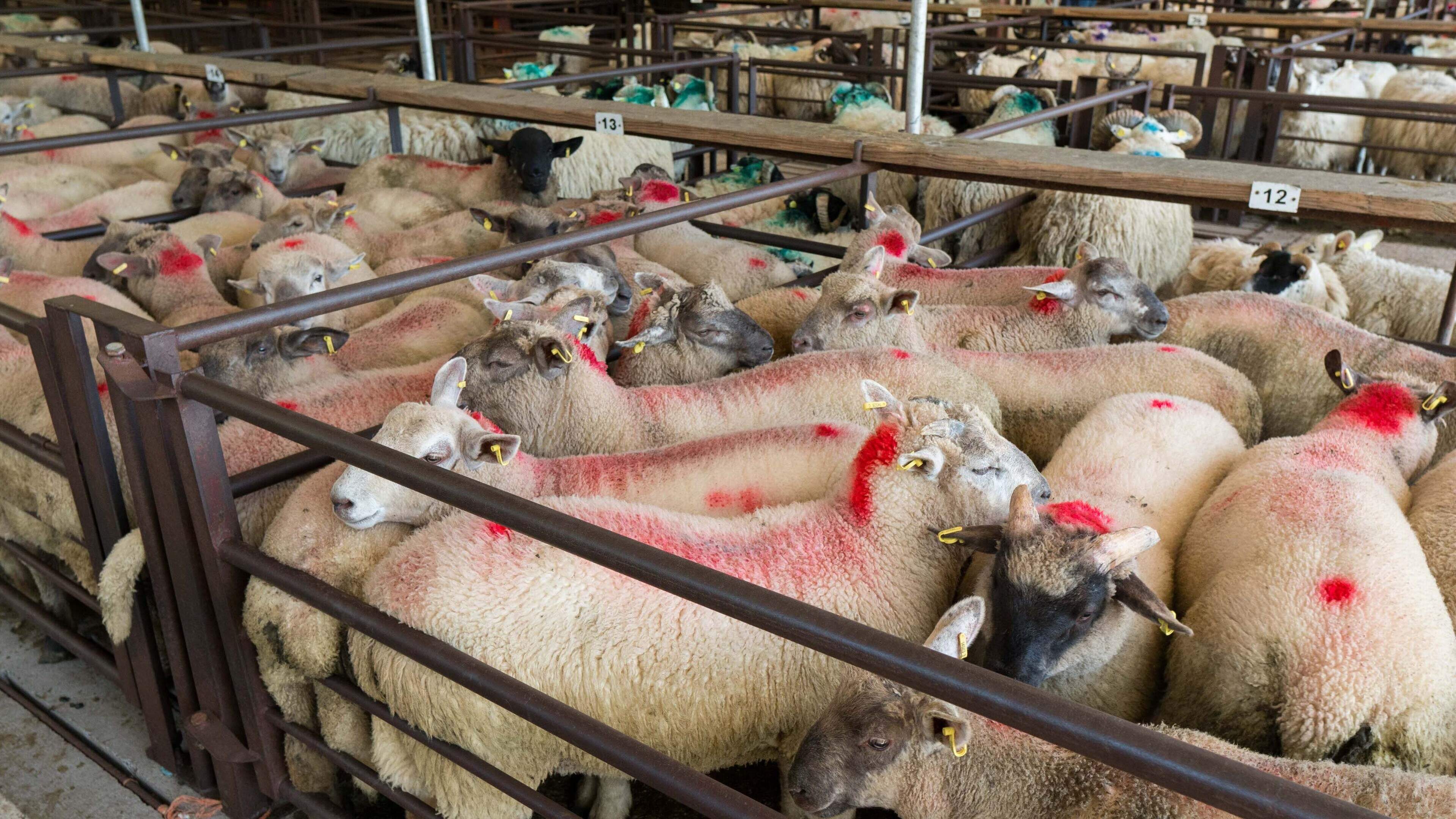 Tight supply keeps lamb prices firm despite post-Eid outlook