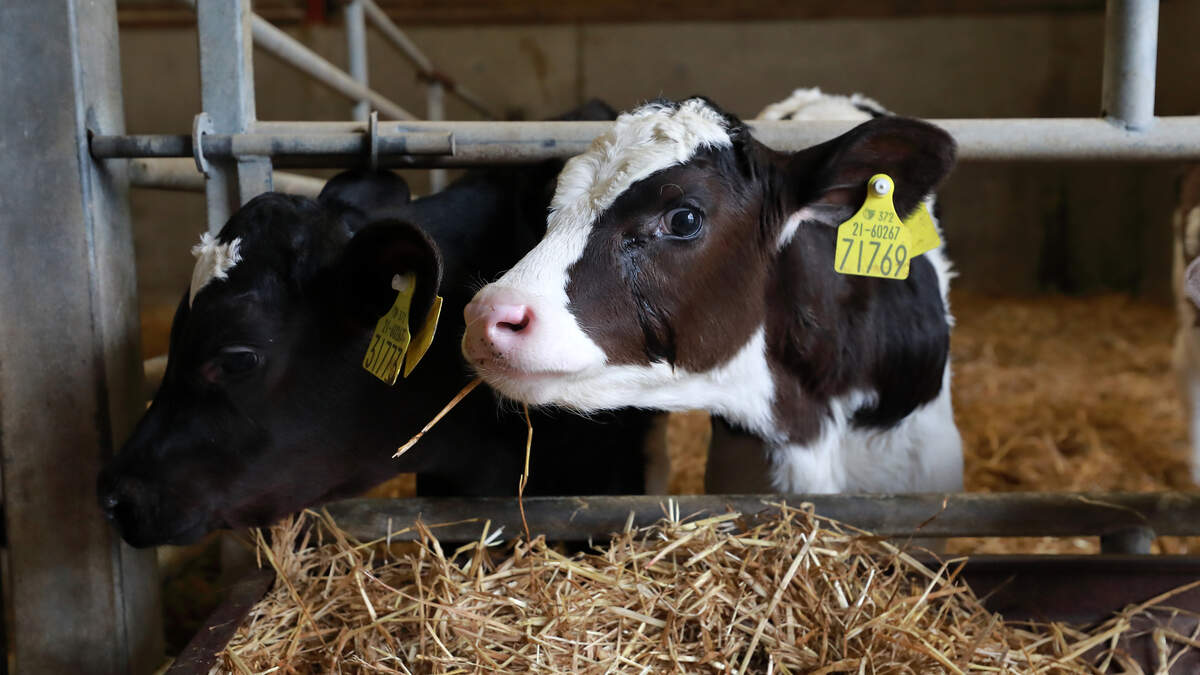 Beef-sired calves open the door to Eastern Europe live cattle exports