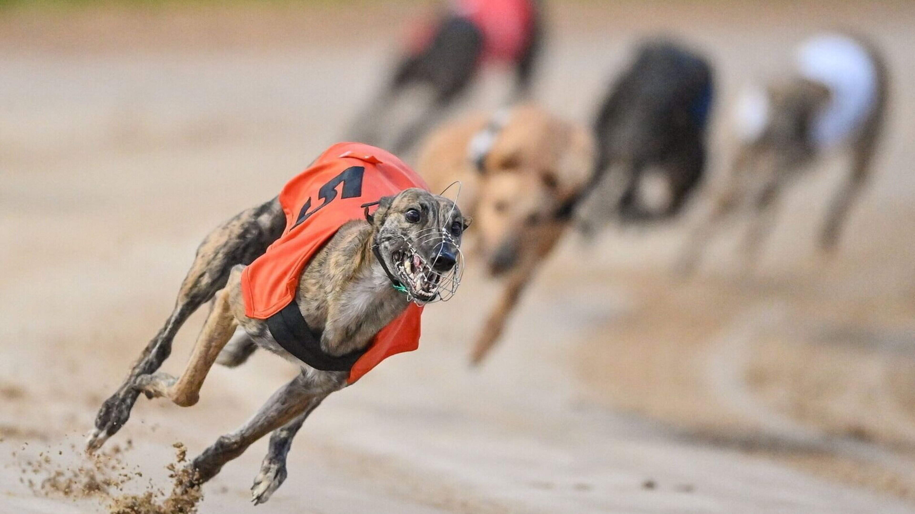 Popular Wexford greyhound stadium cancels race nights during heatwave — ‘Welfare is our first priority’