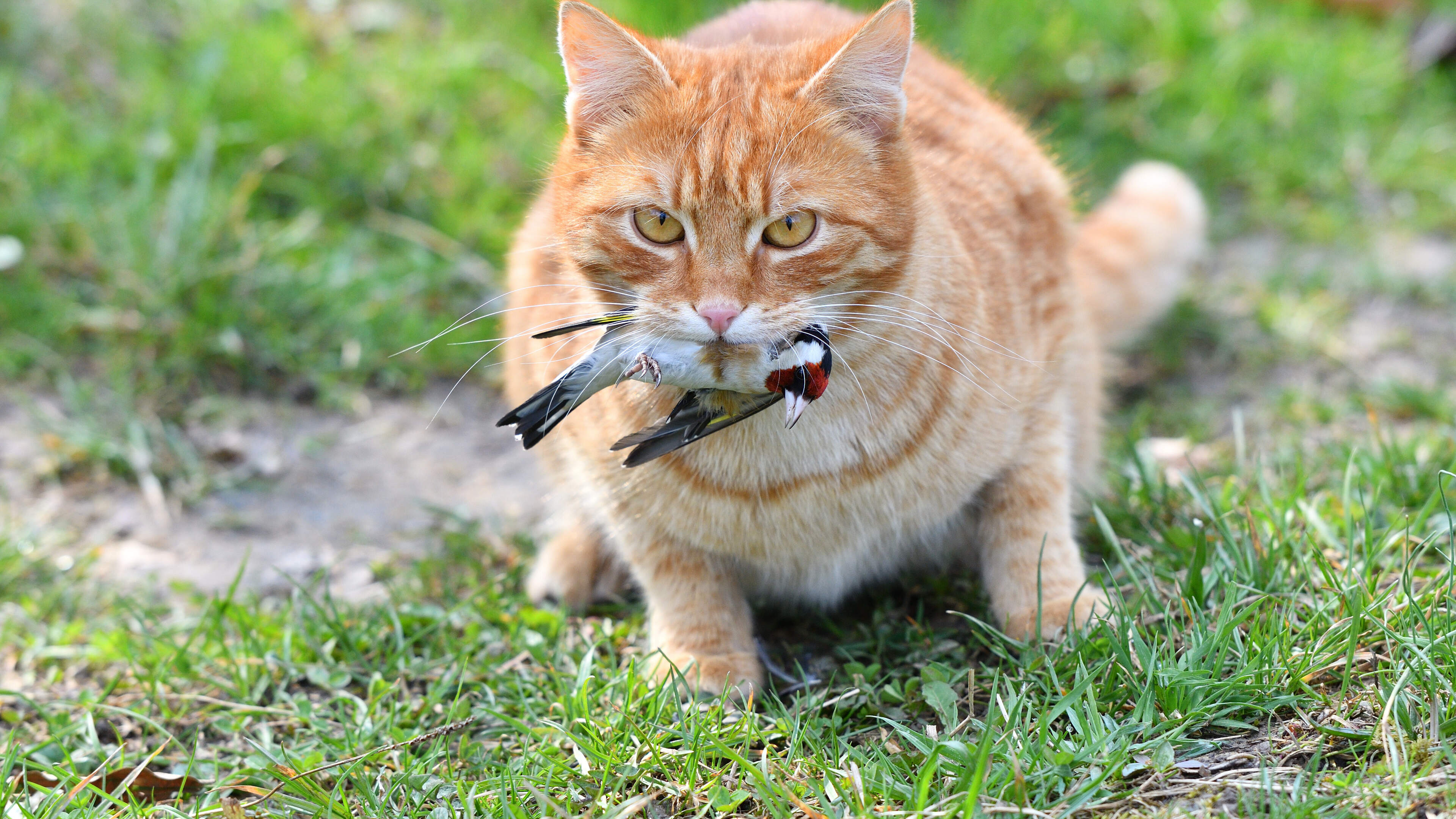 Greg Dickinson: They are an ecological disaster and have made 63 species extinct – why cats should be banned