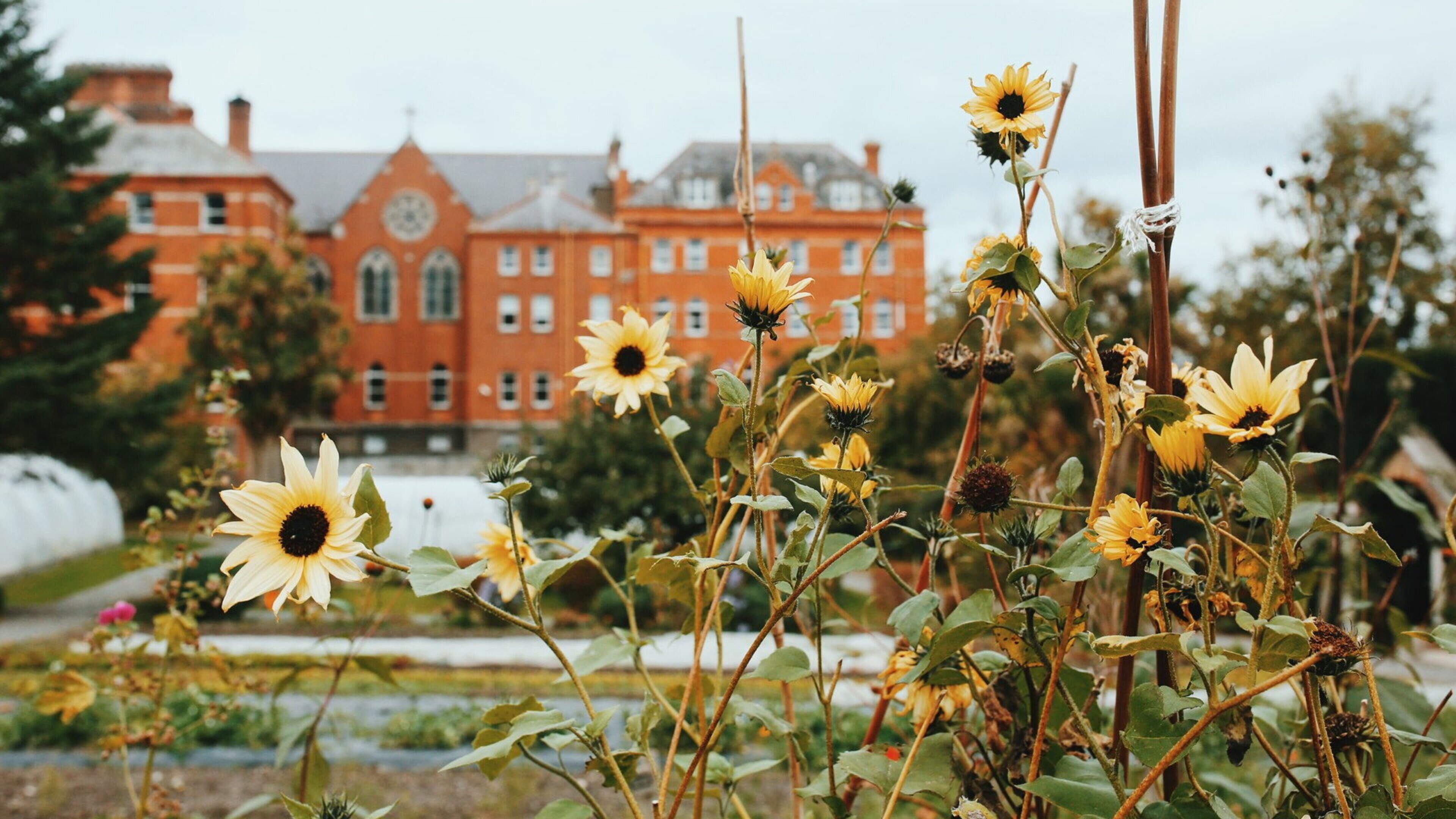 Summer Solstice event and documentary screening coming to Wicklow ecology centre and organic garden