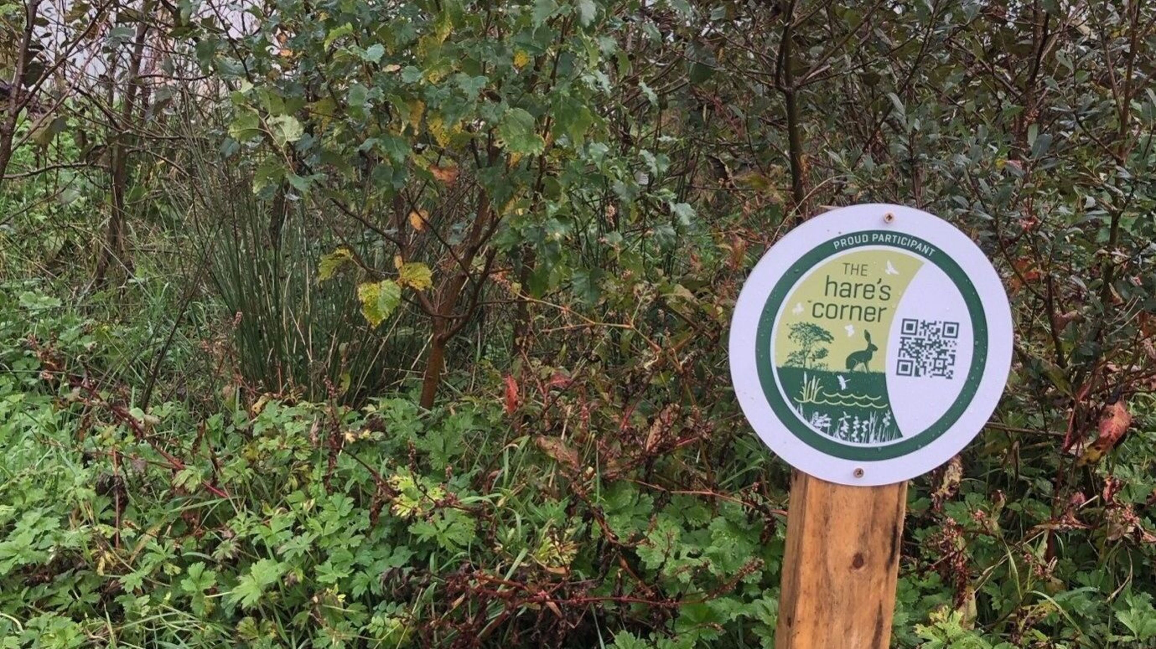 Barn owls, bats and dunes among 10 Sligo projects backed in new biodiversity fund