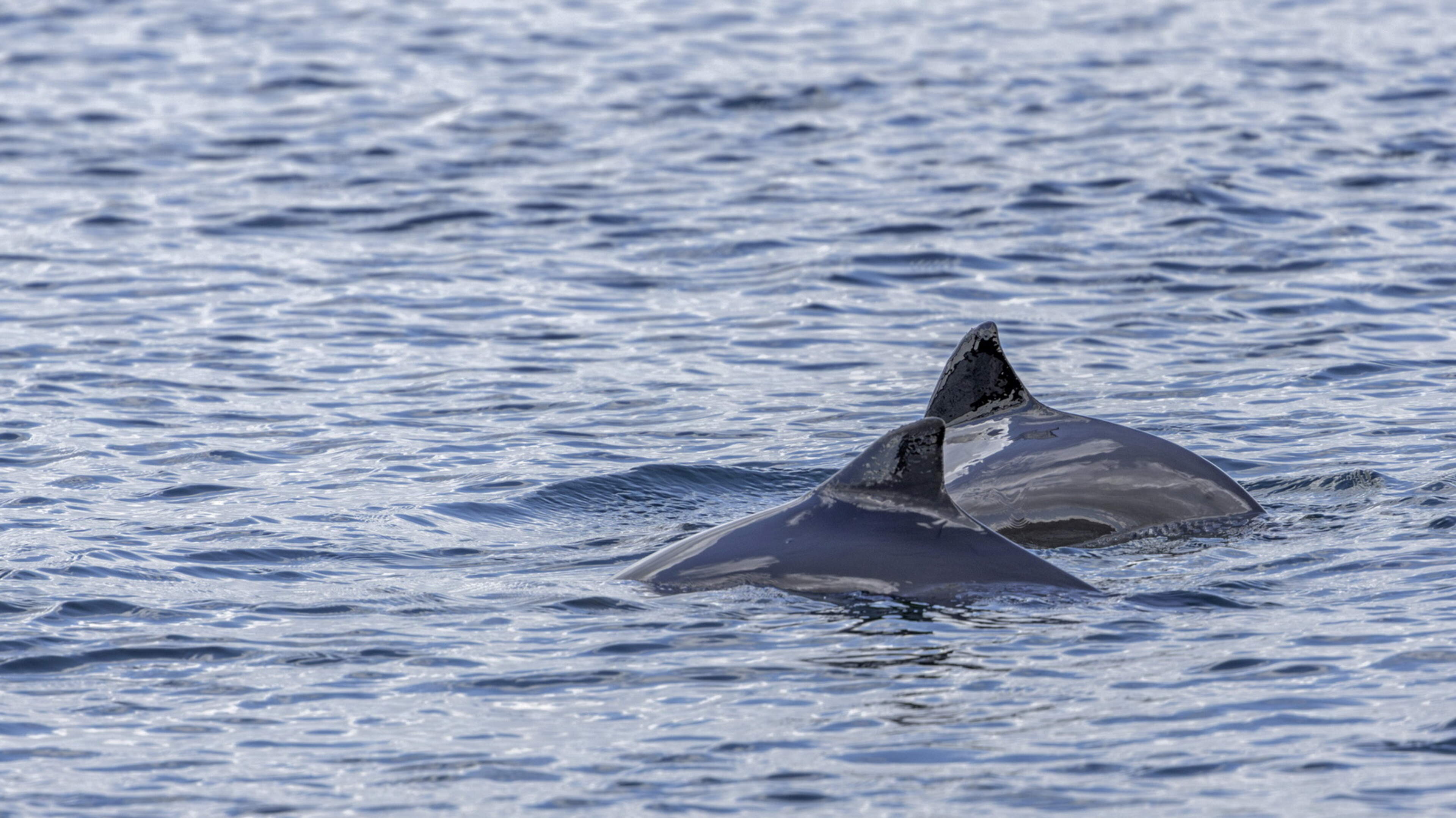 Invisible nets the ‘biggest killer’ of harbour porpoises off Ireland and should be banned, say scientists