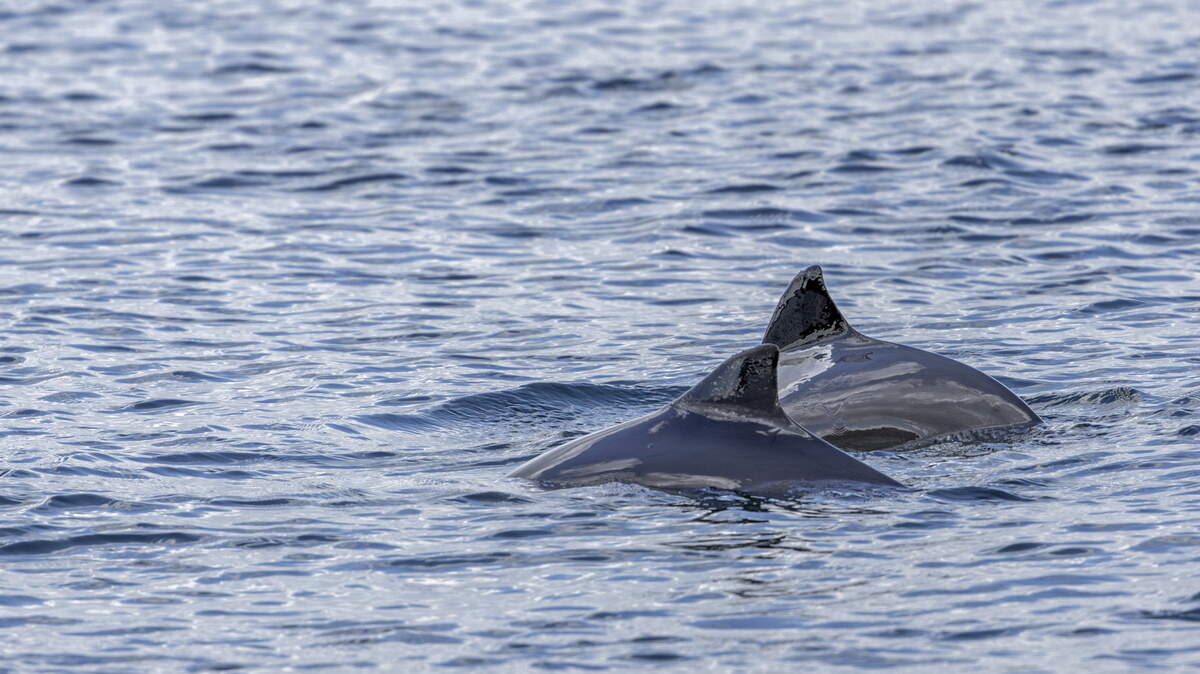 Invisible nets the ‘biggest killer' of harbour porpoises off Ireland and should be banned, say scientists