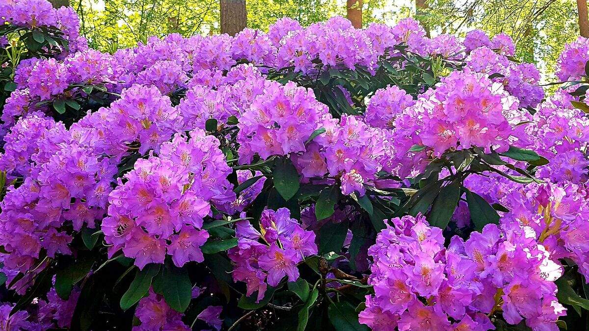 Diarmuid Gavin: How to plant a rainbow of rhododendrons | Irish Independent