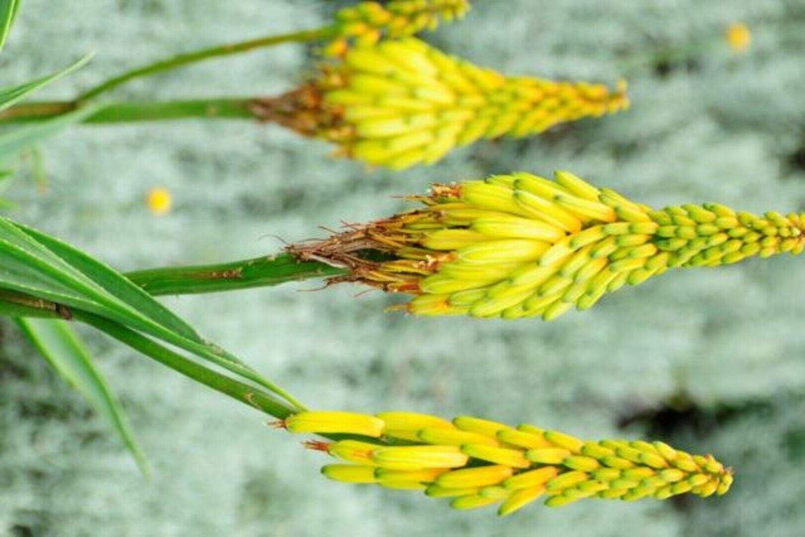 Healing herb aloe vera is a good house plant | Irish Independent
