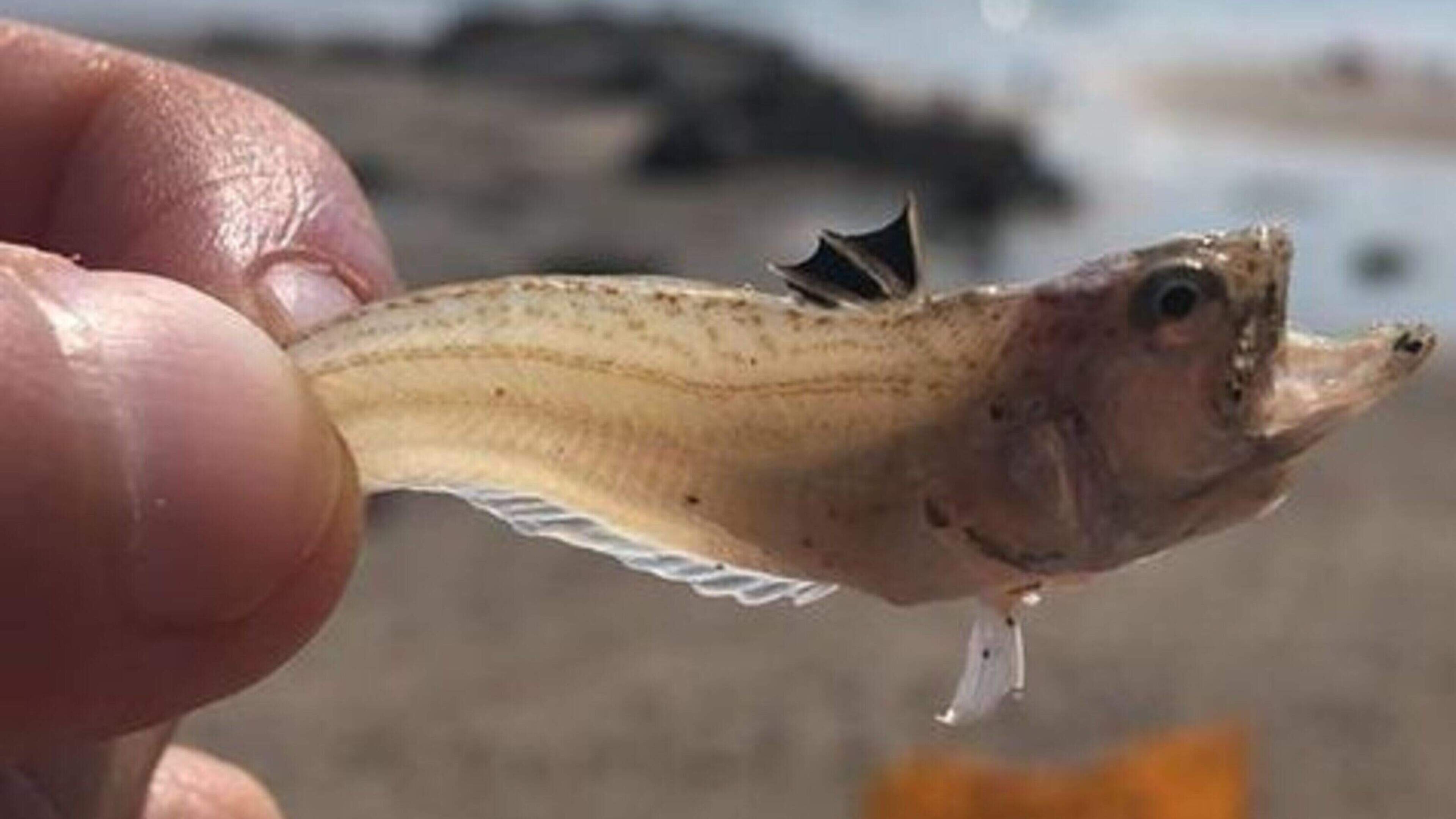 Weever fish and inflatables warning for Wicklow beach-goers cooling off in heatwave