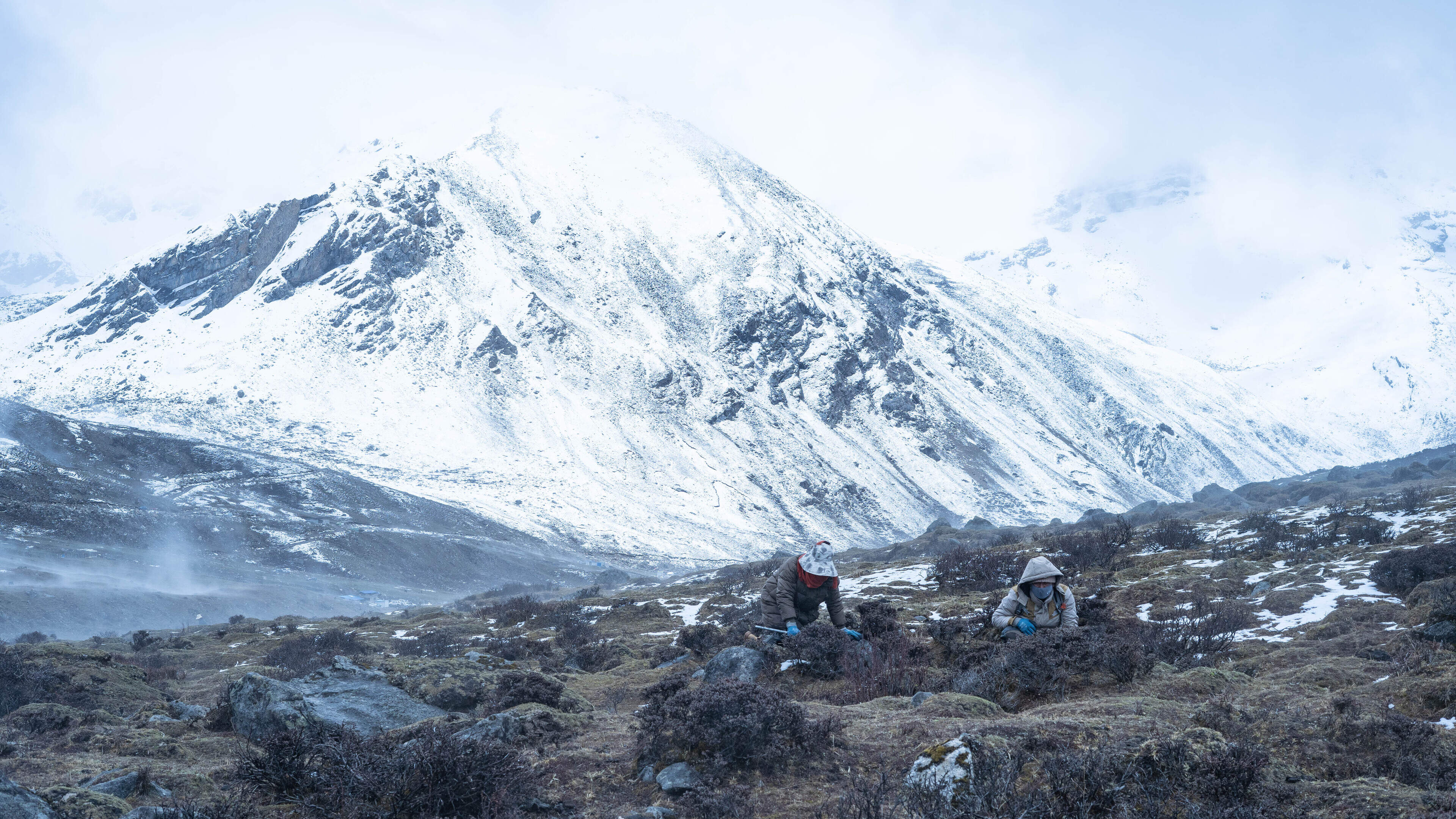 Why Tibetan villagers are risking their lives to hunt down ‘Himalayan Viagra’