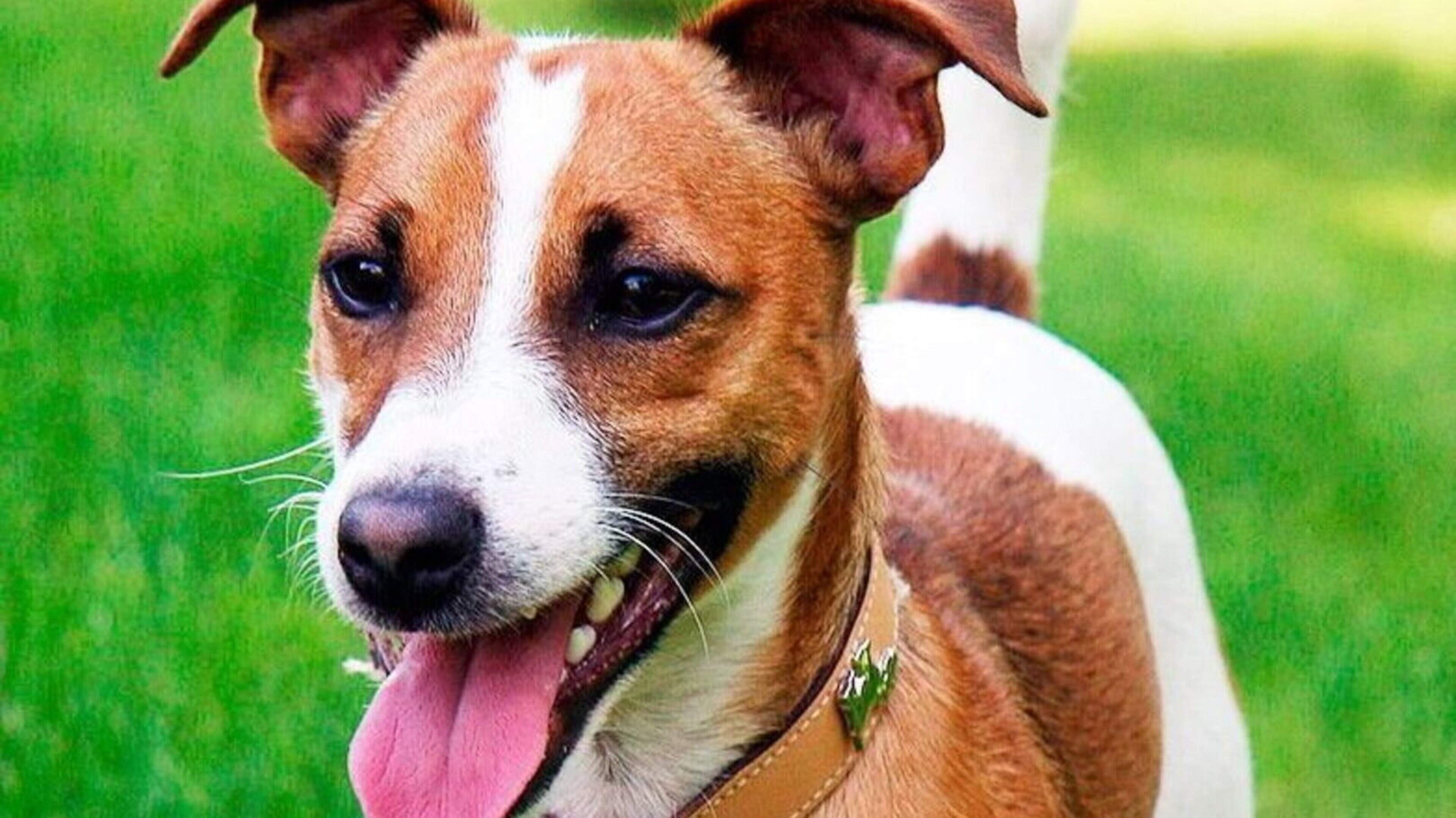 Medders at Large: Perhaps I should follow the Pooch’s exampl