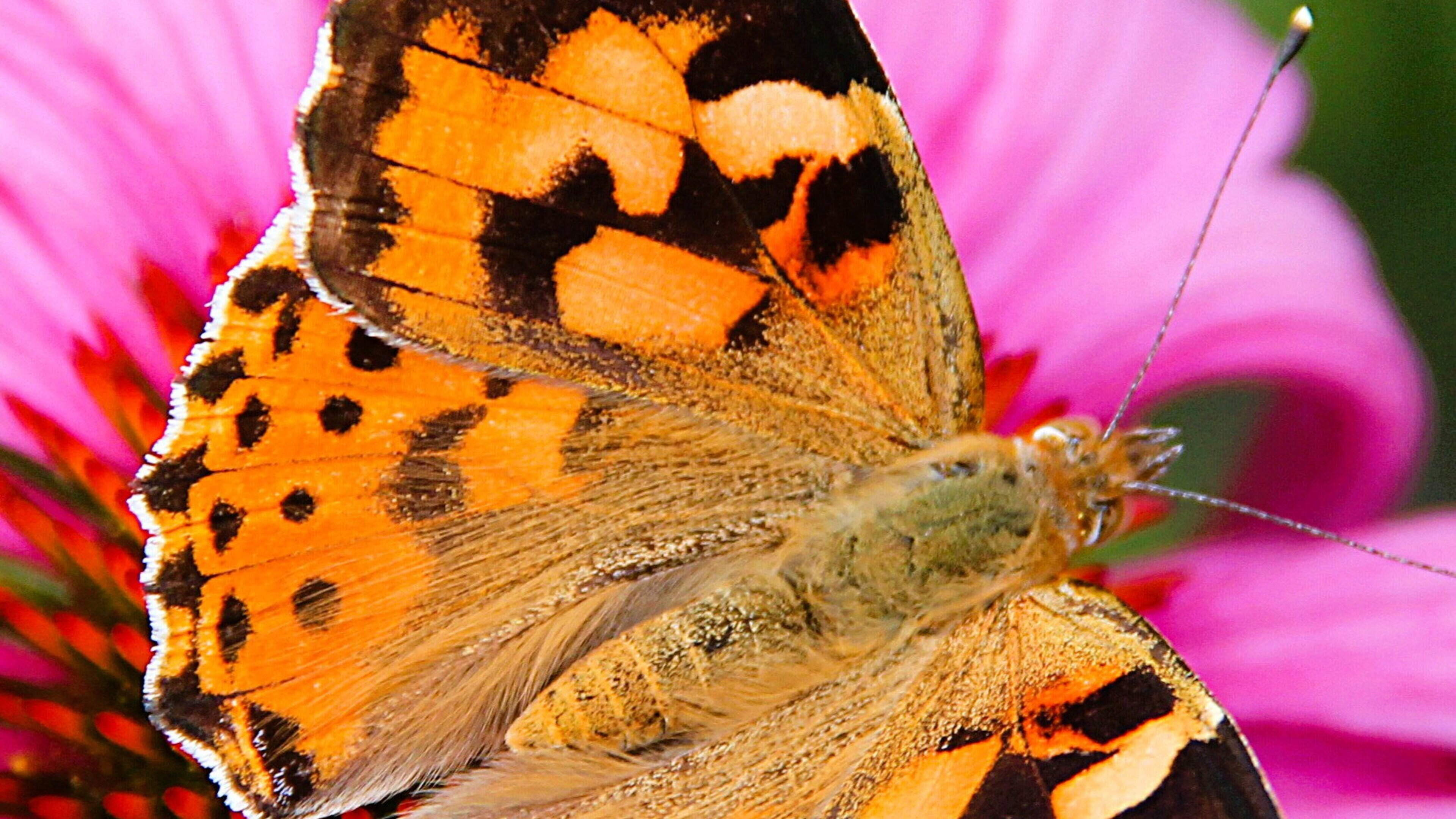 Nature Trail: This year we are witnessing a spectacular migration of lovely Painted Lady butterflies