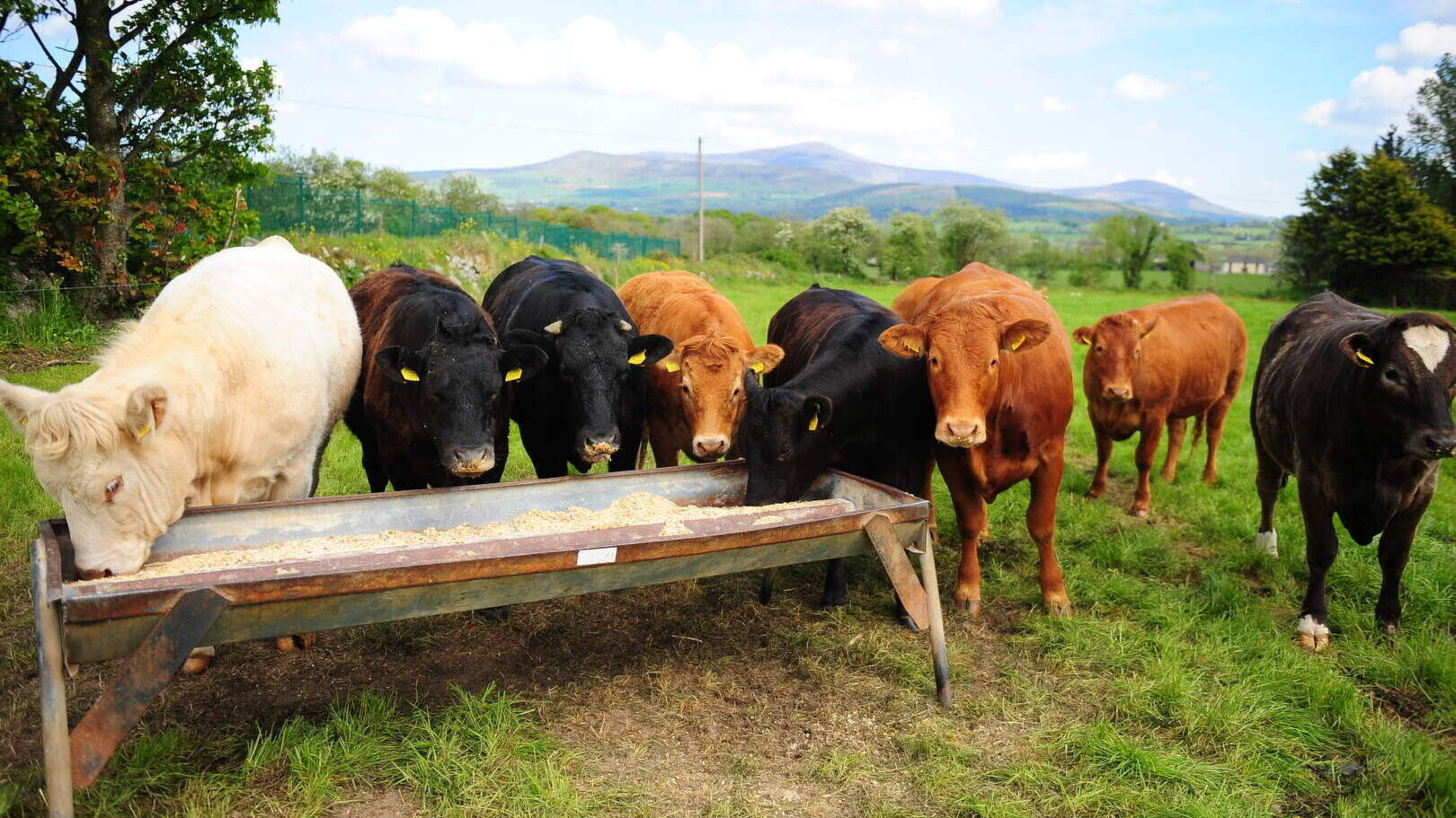 Disconnected water led to 14 cattle deaths at Coolmore-owned farm during heatwave