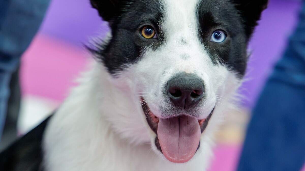 Sligo collie Fly contestant at the Petmania Puppy of the Year awards