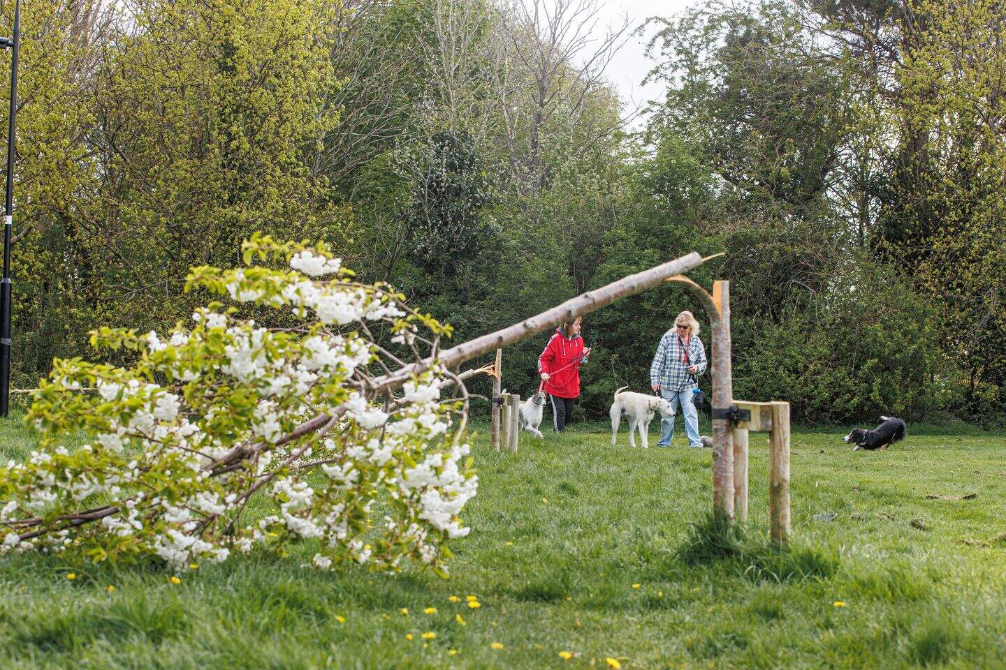 Dodder Park vandalism: mini woodland to be planted in south Dublin park ...
