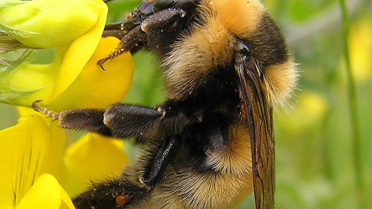 Untidy gardens and green spaces are vital to save Ireland's bees from extinction, experts say