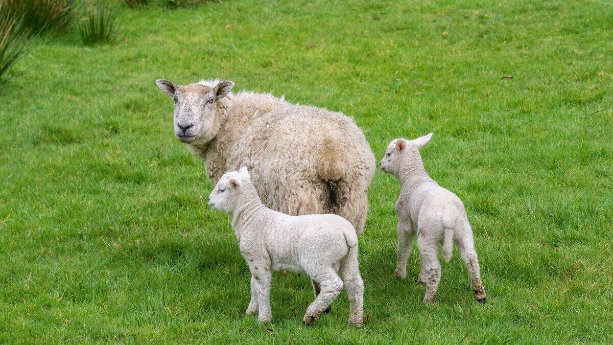 Factory demand puts wind behind hogget and cull ewe trade