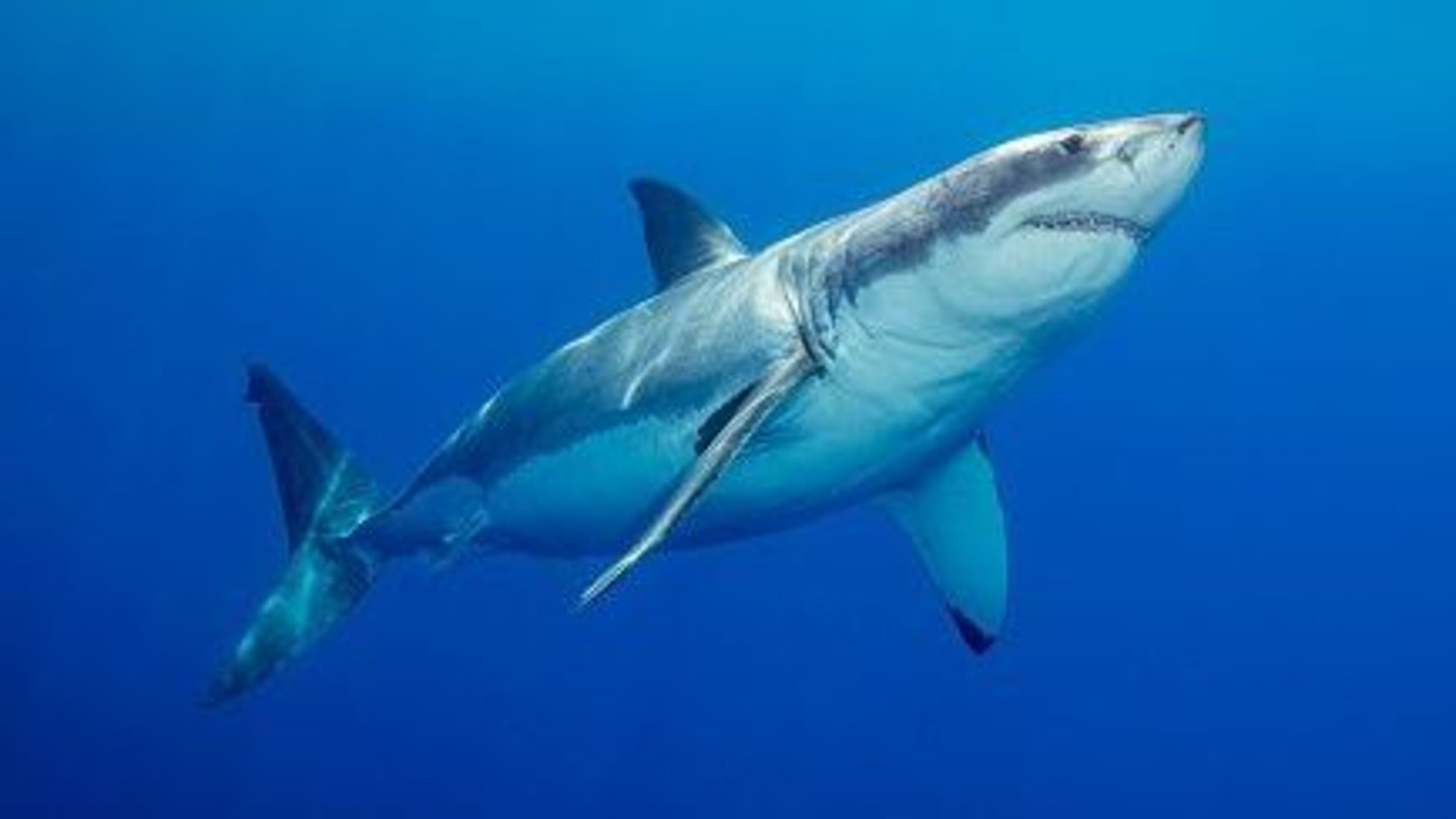 ‘My fingers were trembling, that’s for sure’ – divers come face to face with great white shark near Sicily