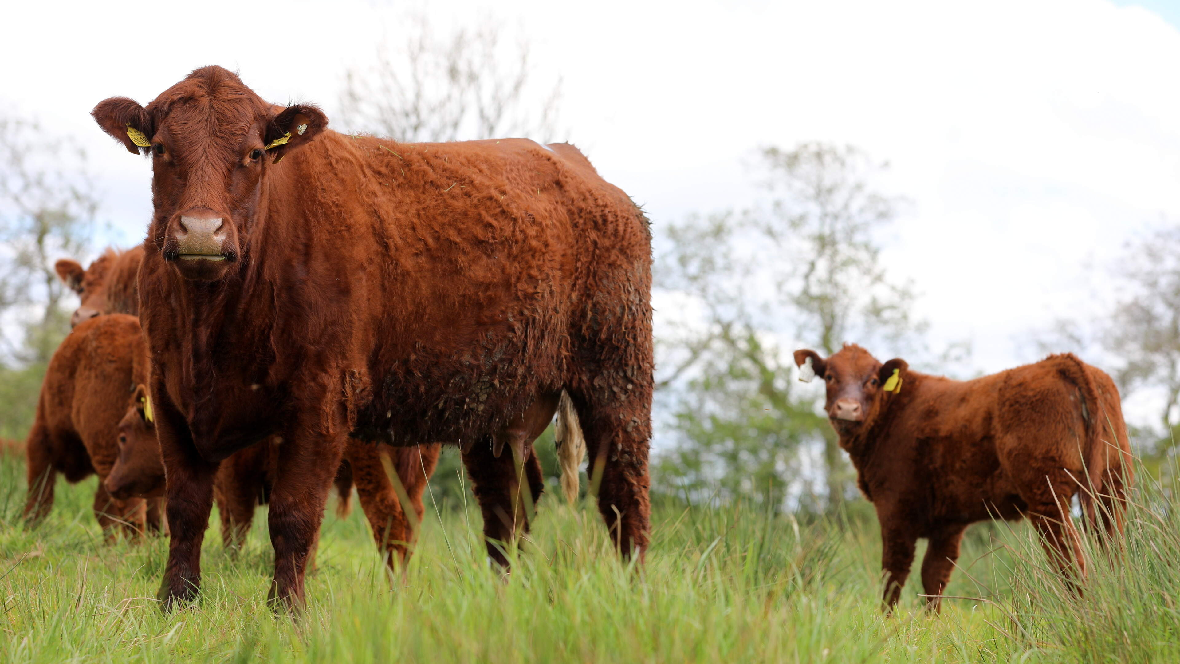 Many vet practices set to change hands over the next 5-10 years 