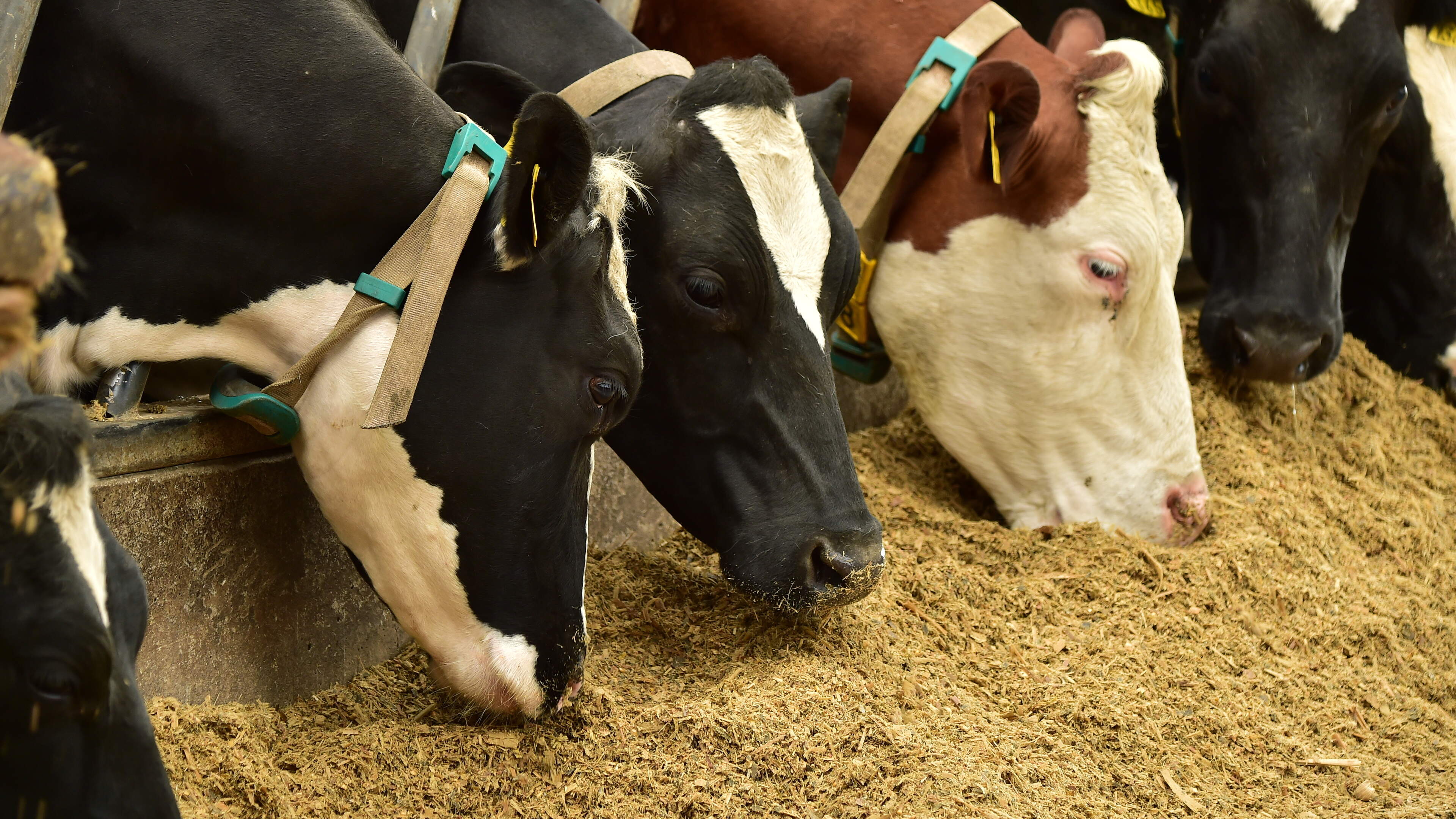 Why it’s time for dairy feeds to put Irish grain first