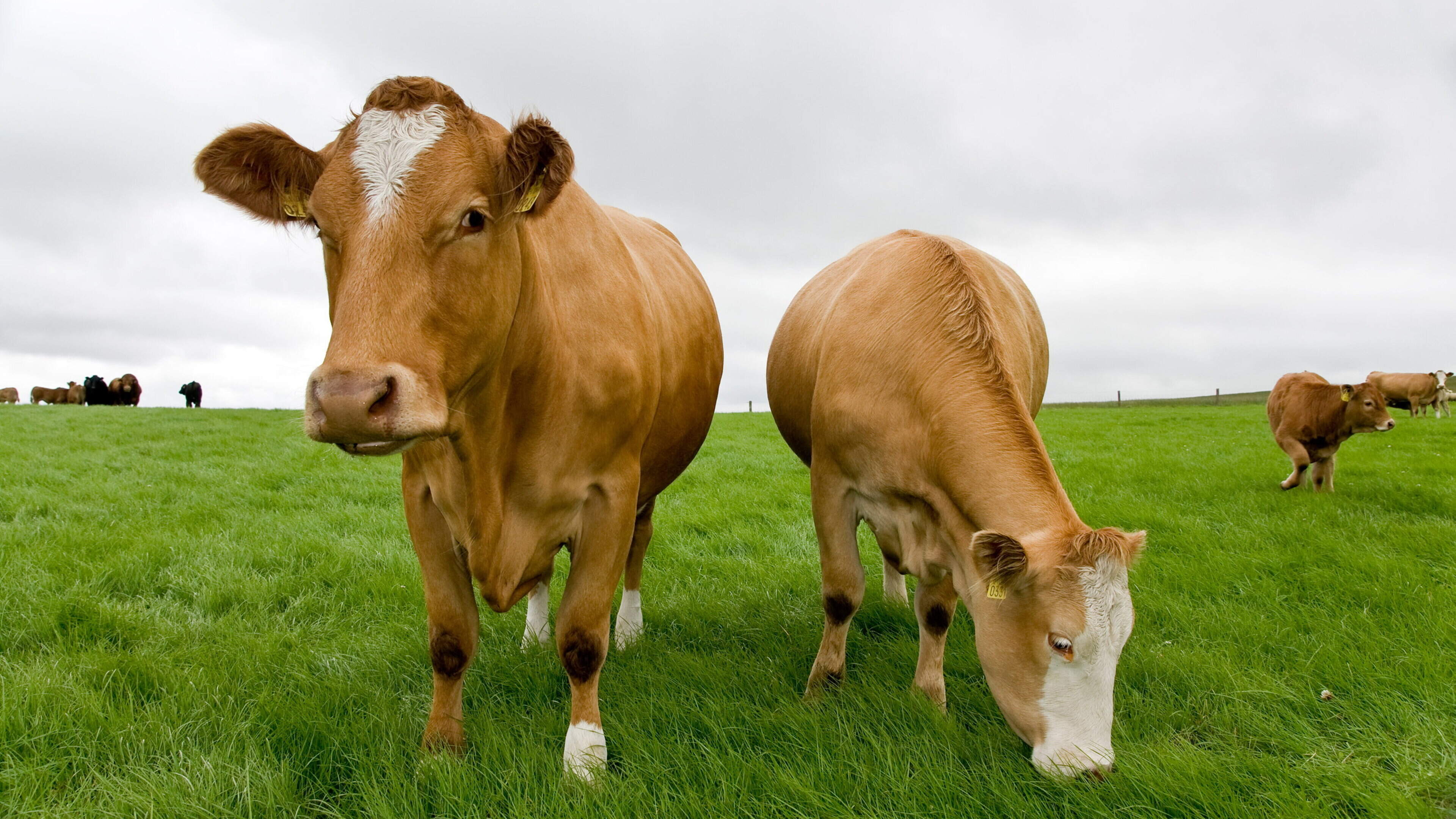 Over €5m recouped from suckler and sheep schemes