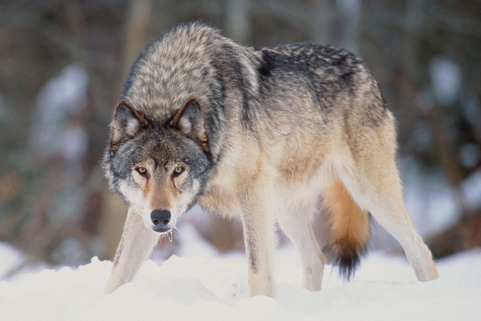 Parents charged after toddler slips into wolf area and gets hurt at ...