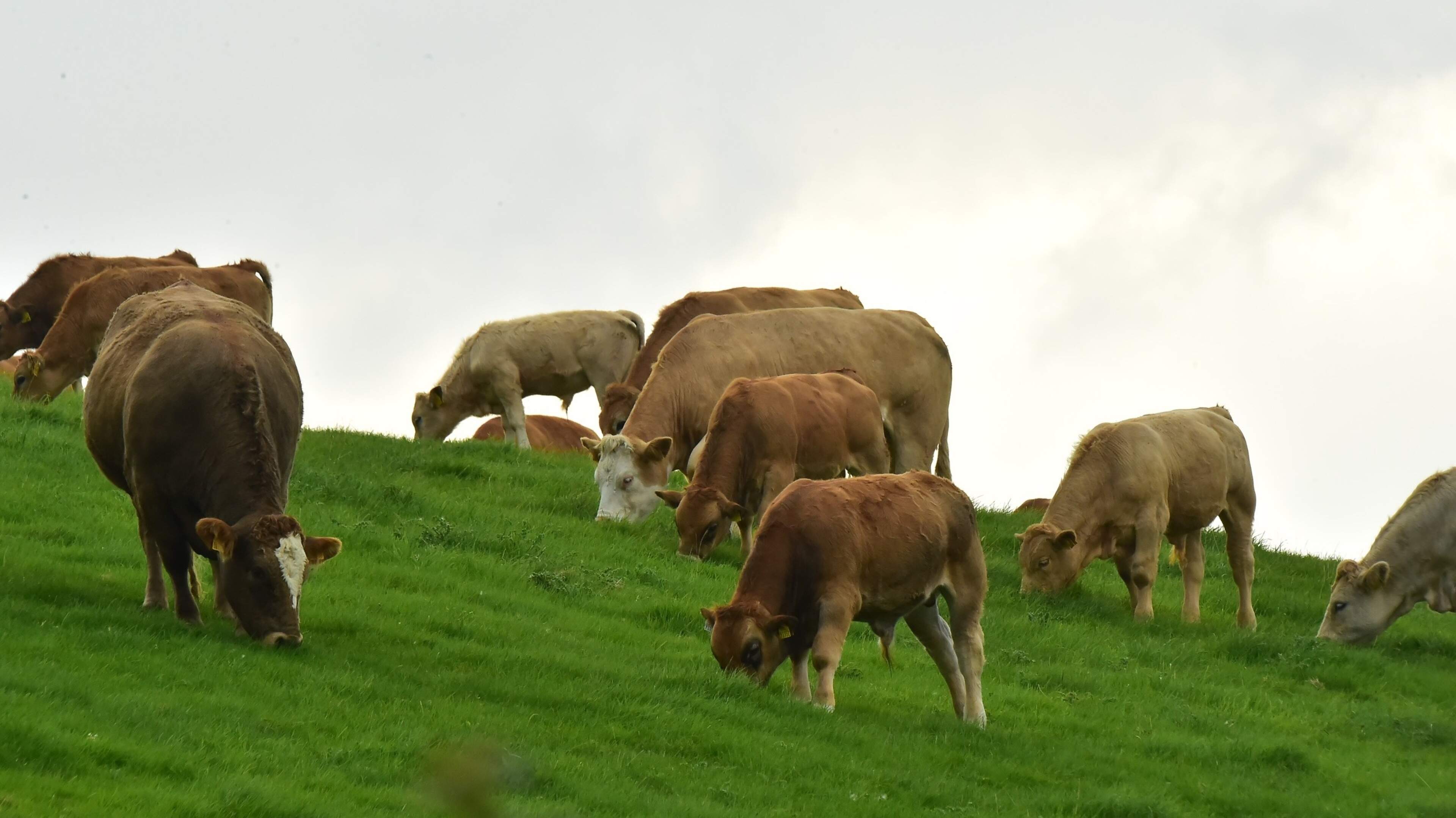 New herd numbers halve, but figures may not reflect young farmer entry – Macra