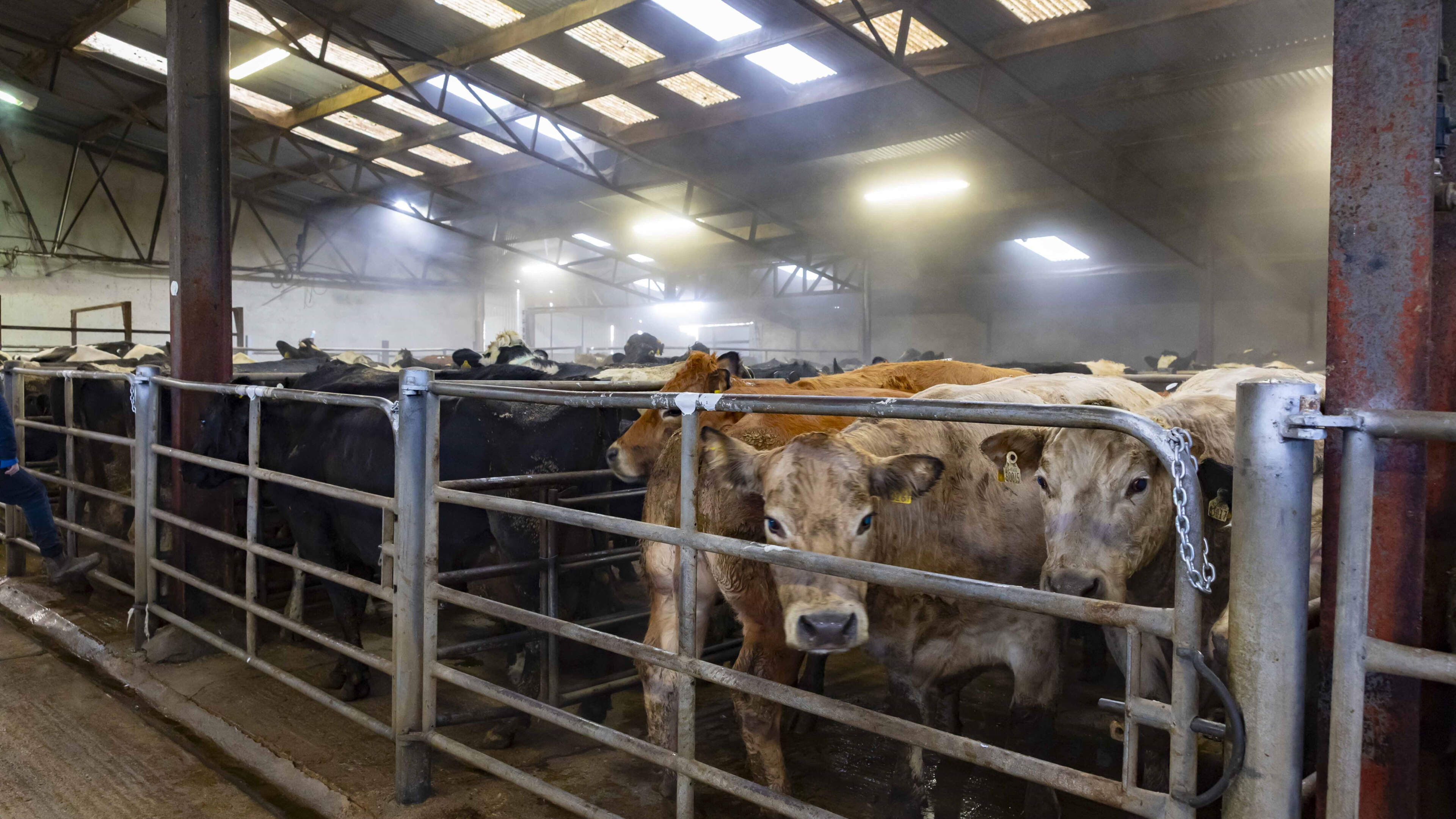 No sign of a cattle glut yet despite grass concerns