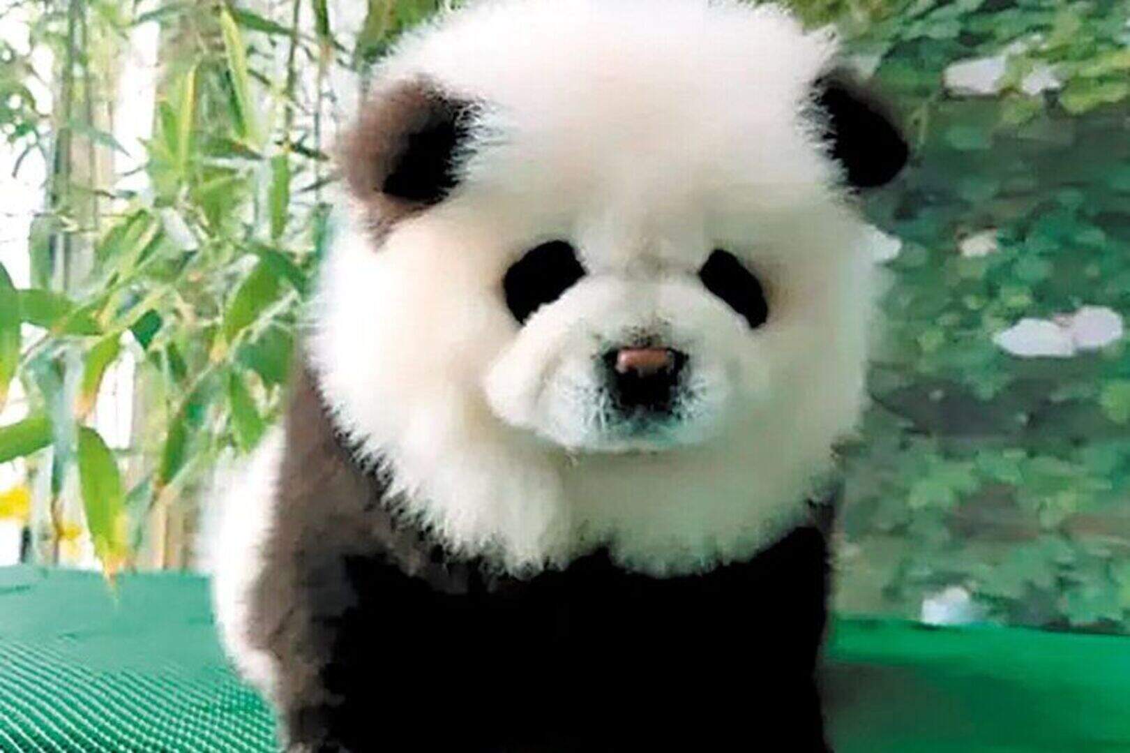 Upset visitors force Chinese zoo to admit its pandas are actually 'painted  dogs' | Irish Independent