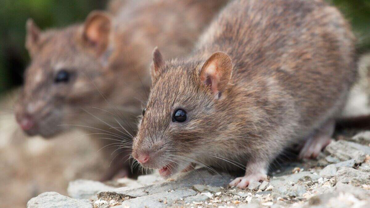 ‘Sharp’ increase in rat and mouse activity in Ireland, new figures show ...