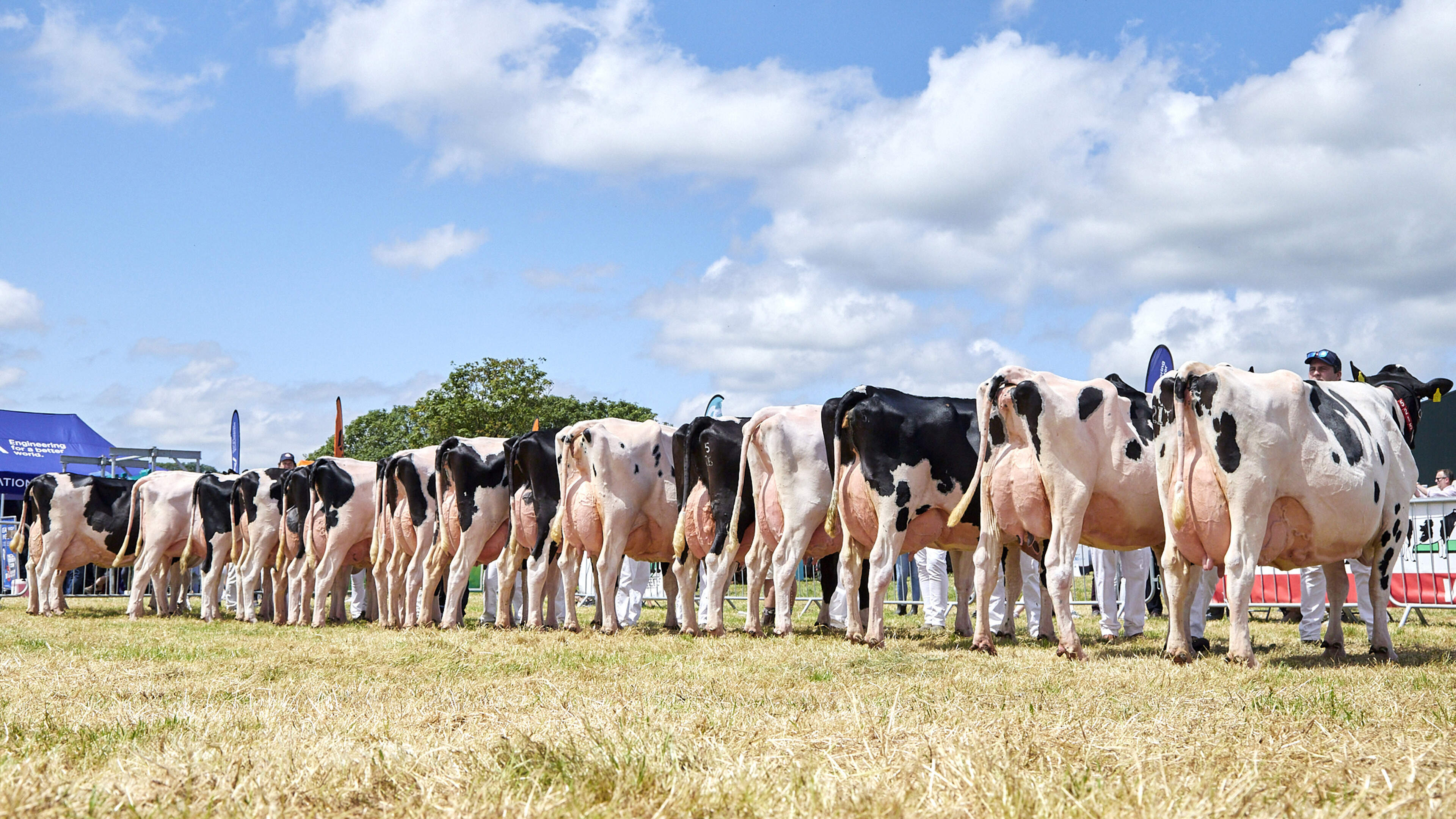 Inside the Cork Holstein herd proving that high output and sustainability can go hand in hand